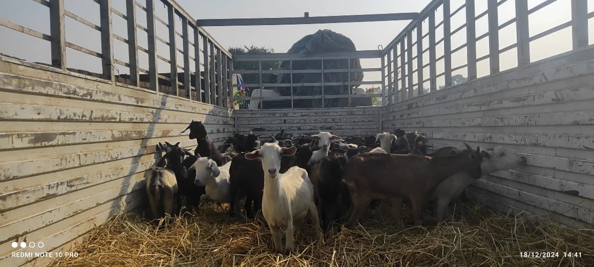 Black Bengal Goats for Sale