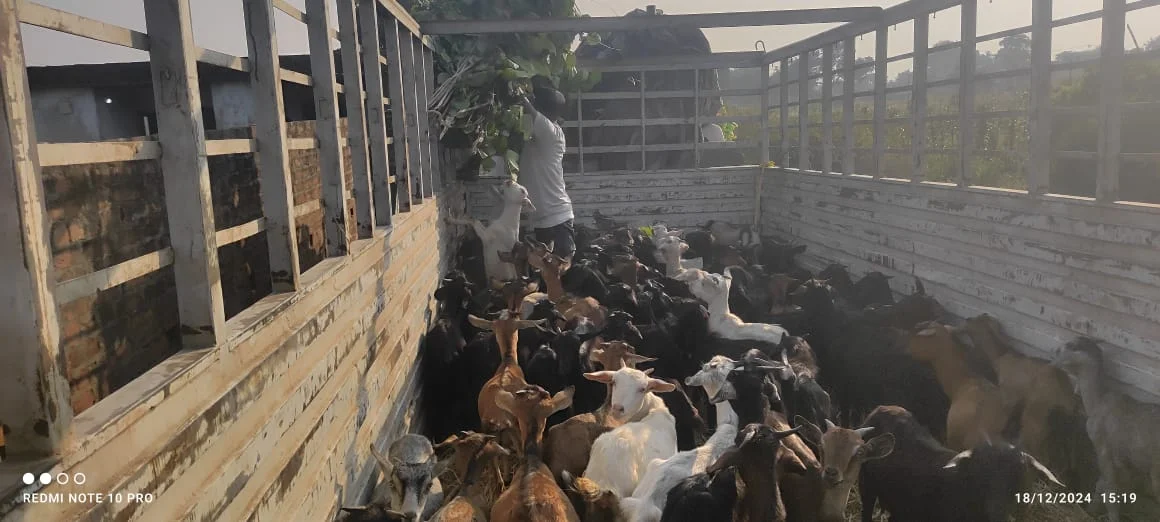 Black Bengal Goats for Sale