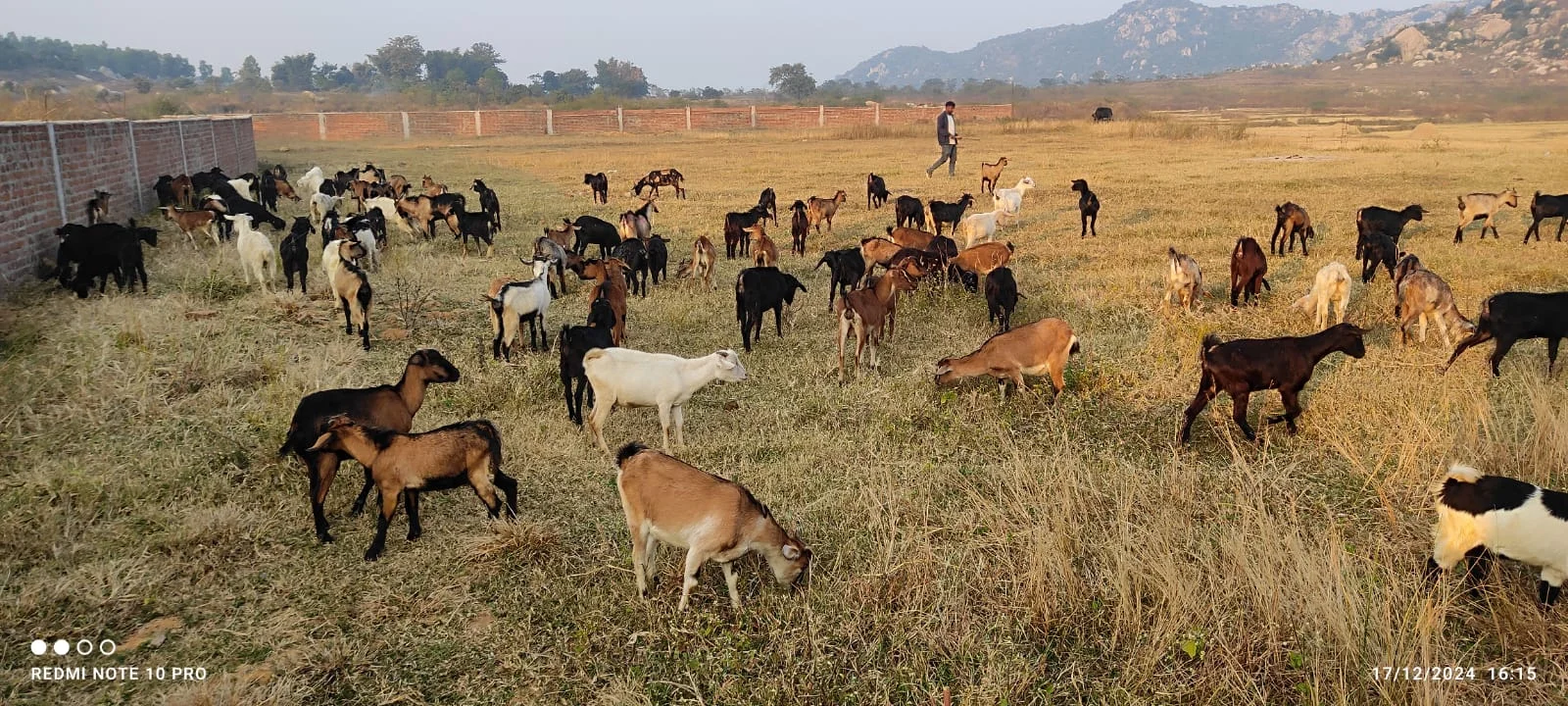 Black Bengal Goats for Sale