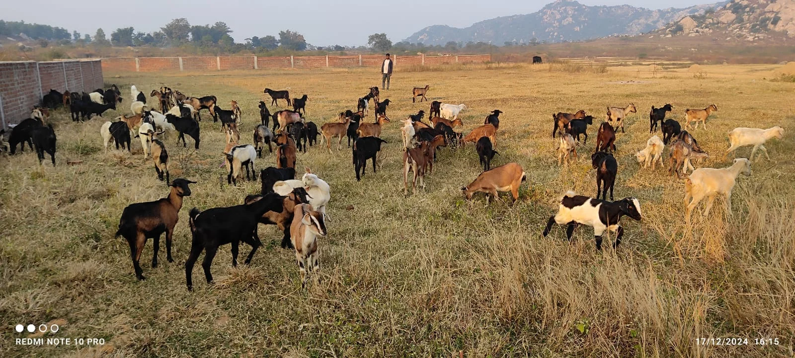Black Bengal Goats for Sale