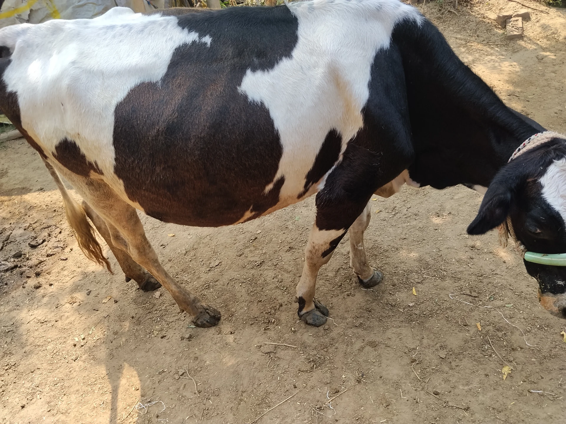480 Kg Cow for Sale in Jaunpur Uttar Pradesh