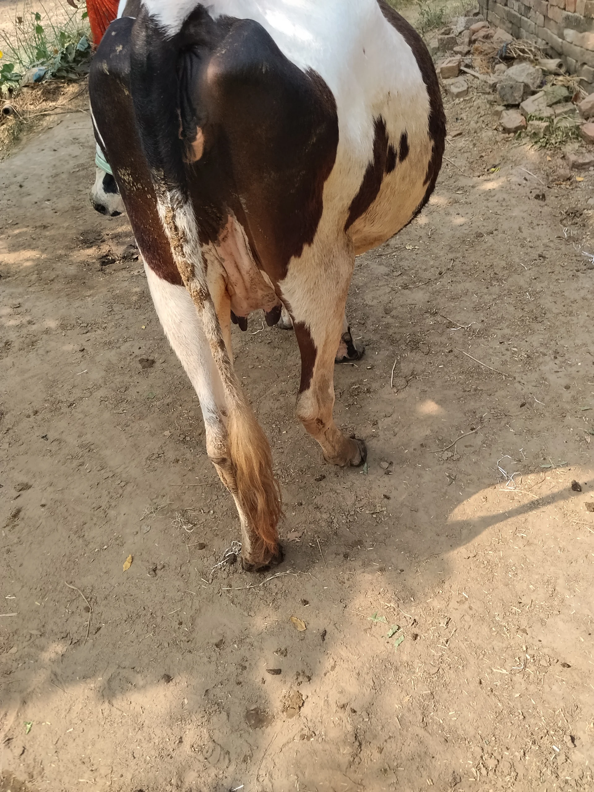 480 Kg Cow for Sale in Jaunpur Uttar Pradesh
