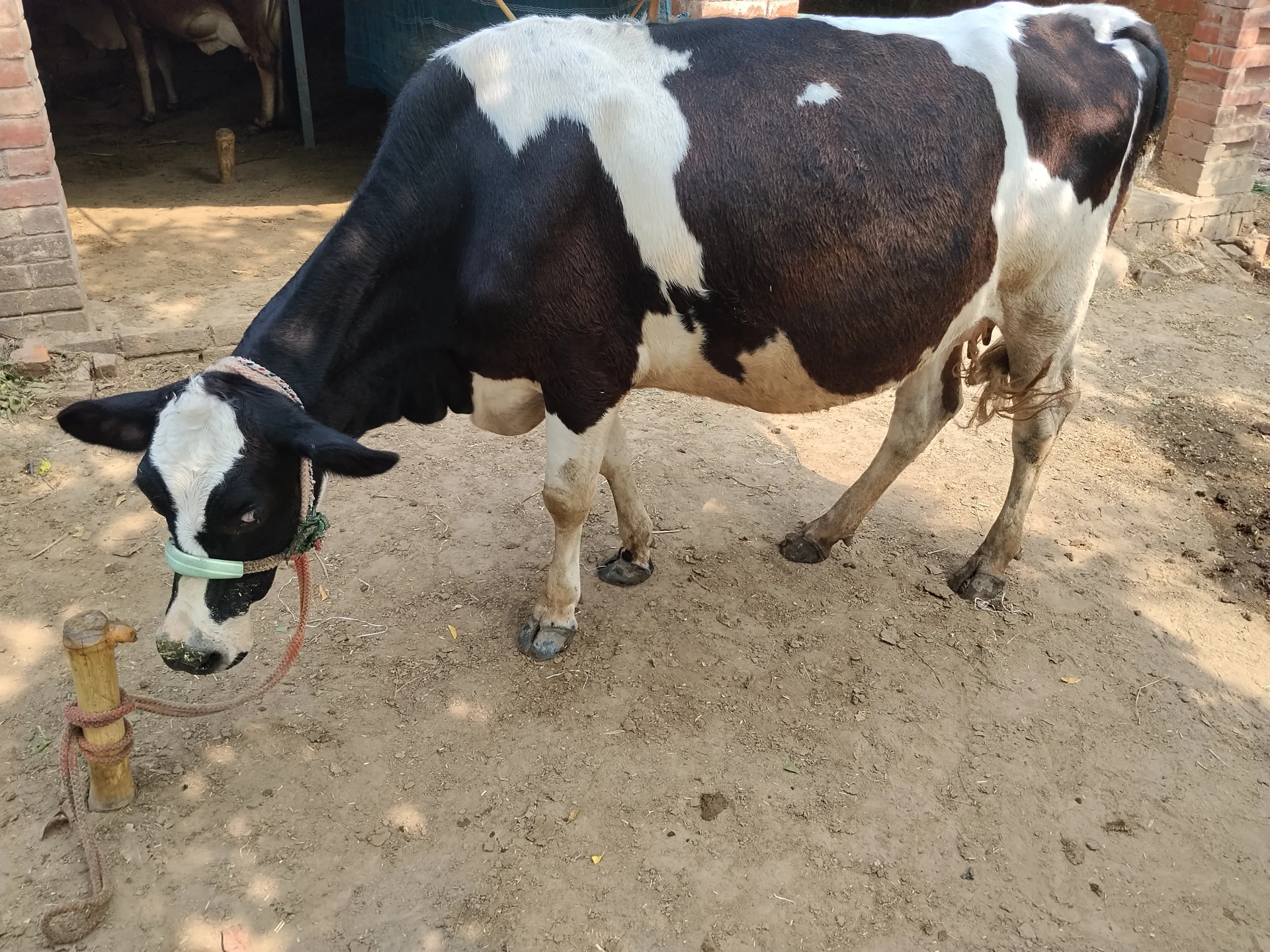 480 Kg Cow for Sale in Jaunpur Uttar Pradesh
