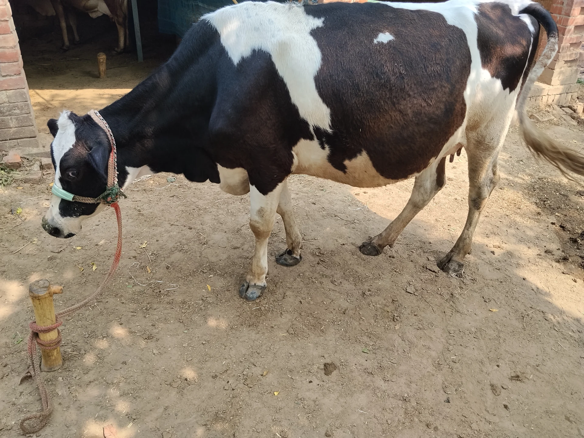 480 Kg Cow for Sale in Jaunpur Uttar Pradesh