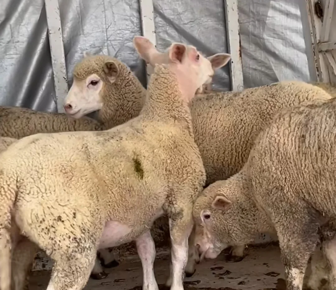 Sheep for Sale Available at Our Sheep Farm