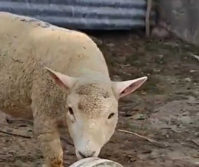 Sheep for Sale Available at Our Sheep Farm