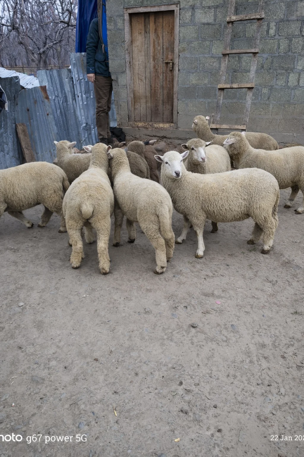 Sheep for Sale Available at Our Sheep Farm