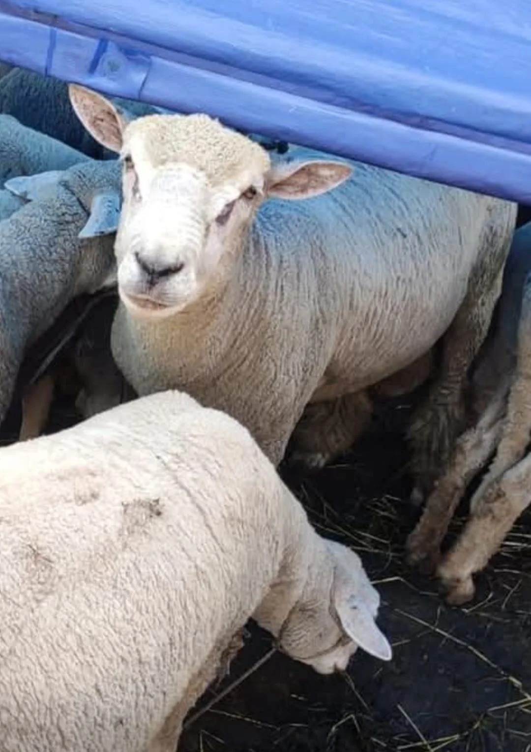 Sheep for Sale Available at Our Sheep Farm
