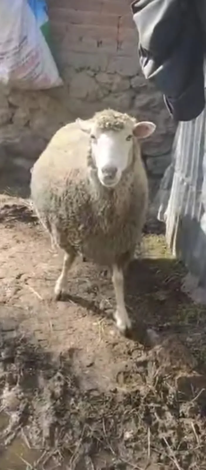 Sheep for Sale Available at Our Sheep Farm