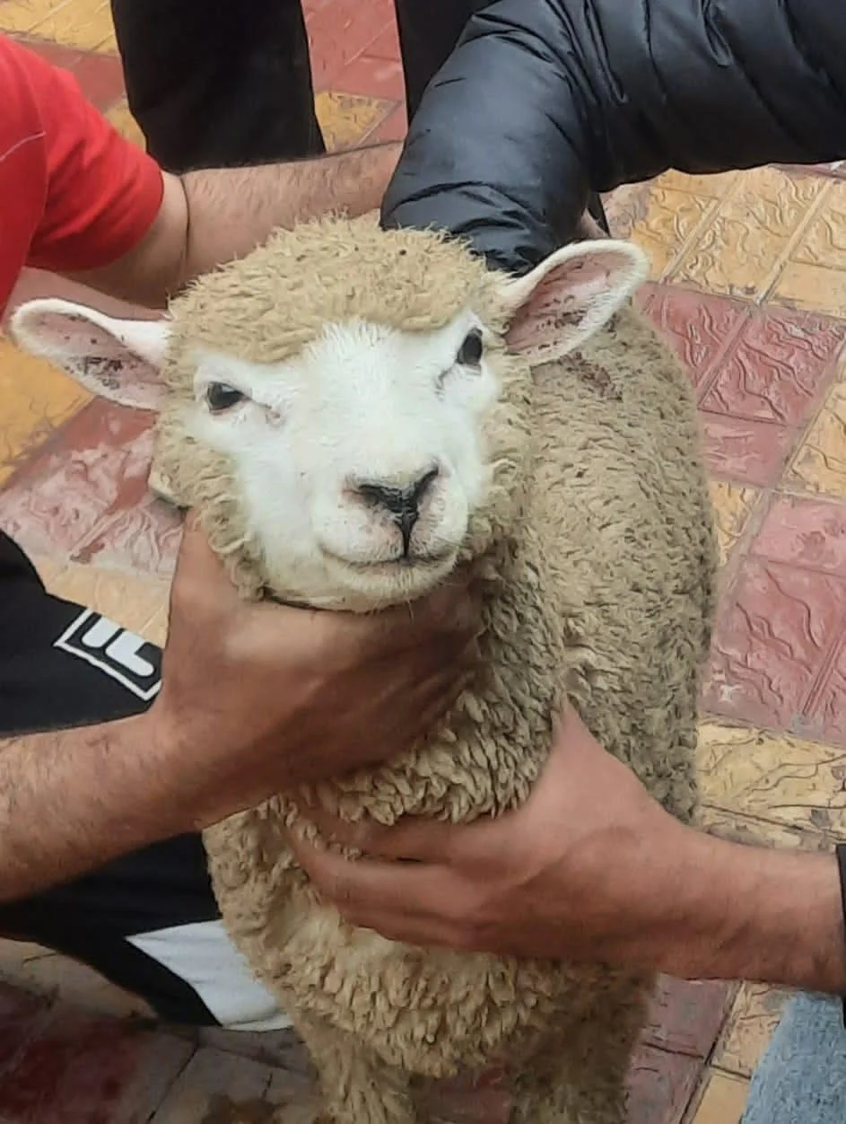 Sheep for Sale Available at Our Sheep Farm