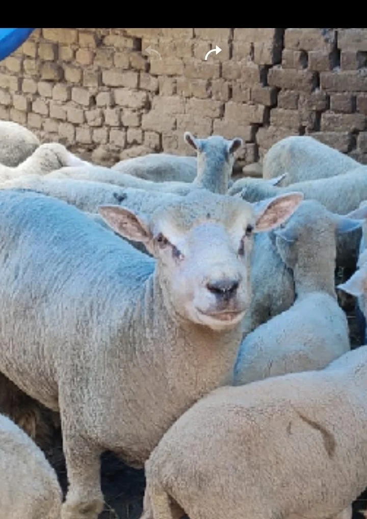 Sheep for Sale Available at Our Sheep Farm