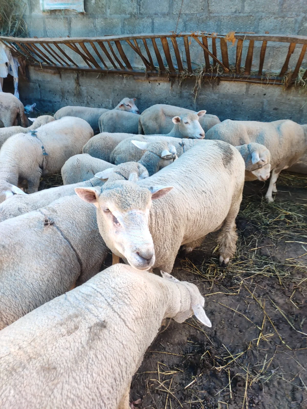 Sheep for Sale Available at Our Sheep Farm