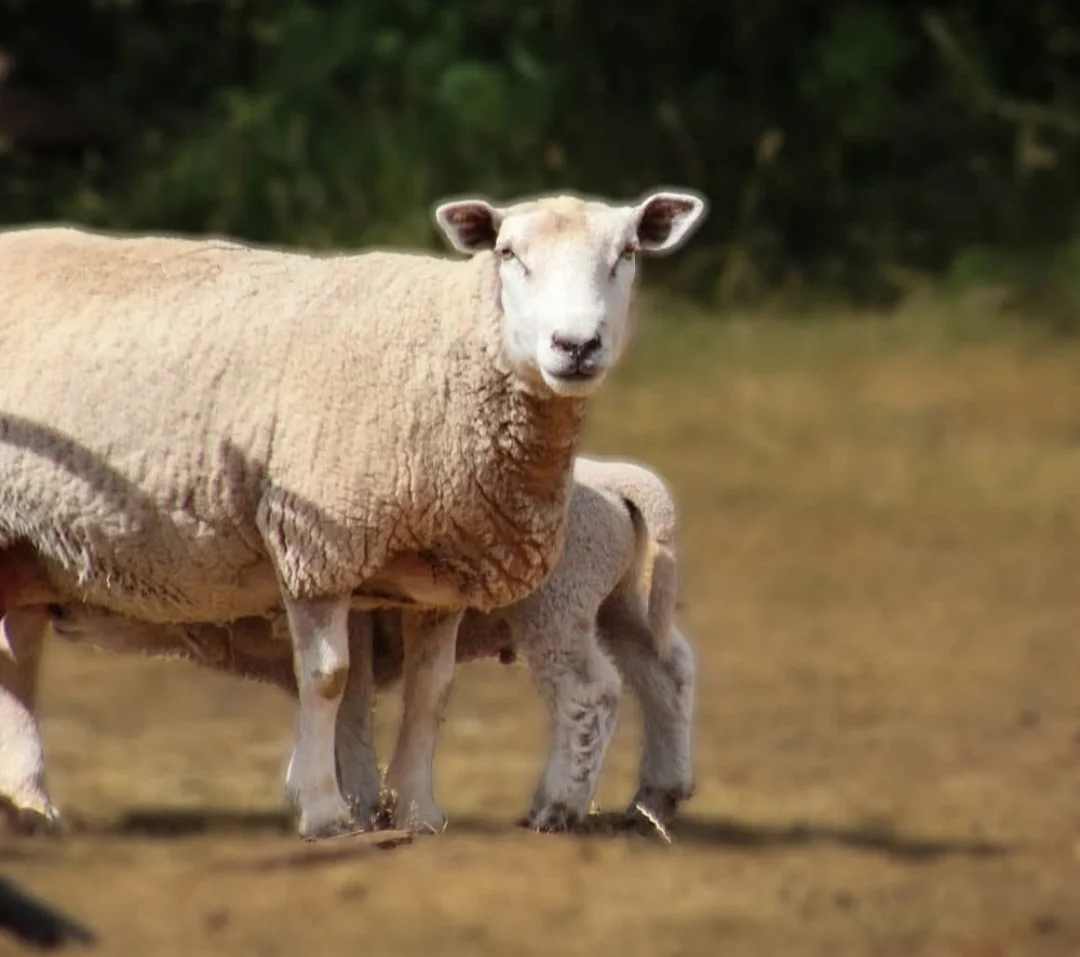Corriedale Merino Sheep for Sale in Kulgam, Kashmir – ₹89,000
