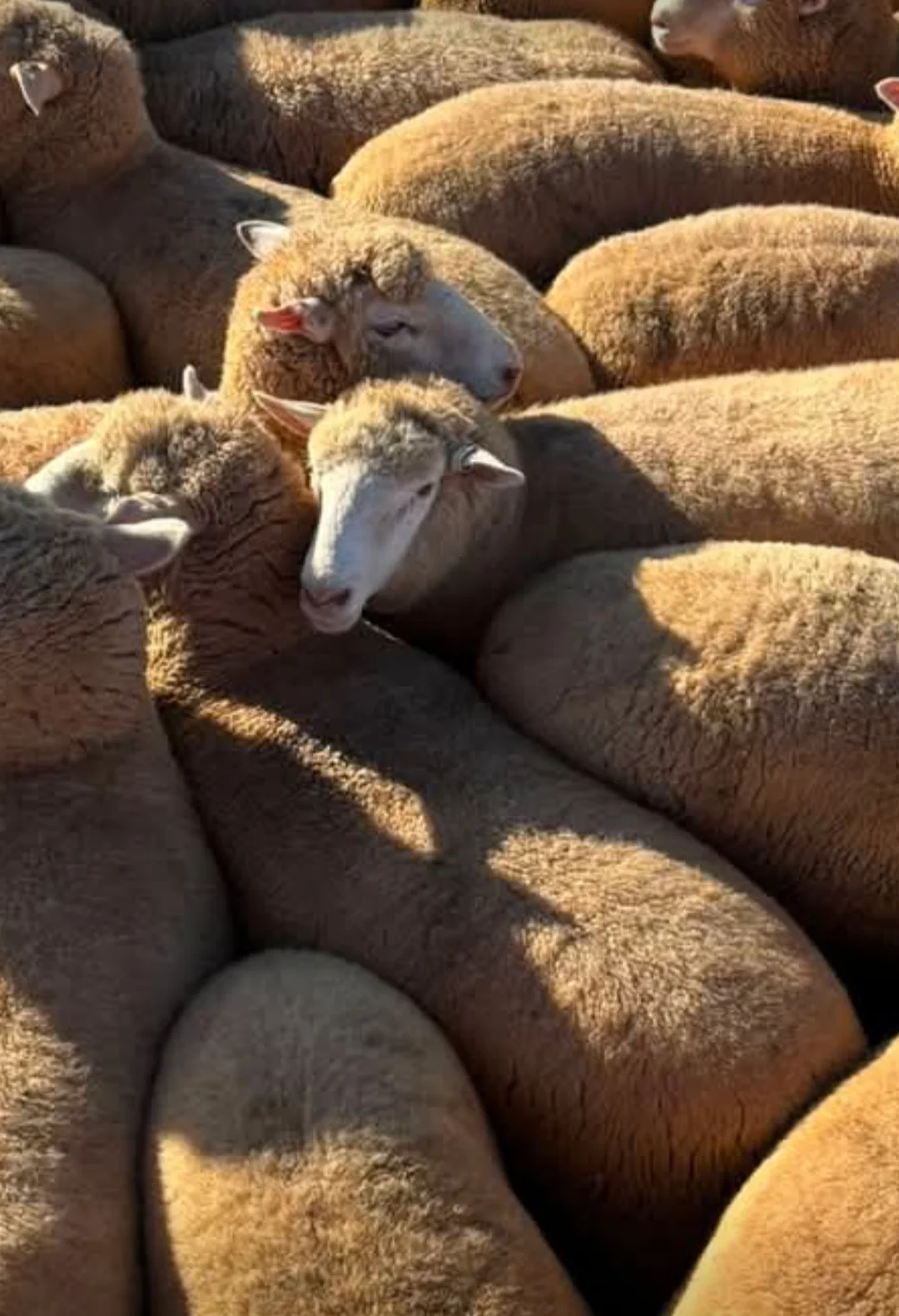 Corriedale Merino Sheep for Sale in Kulgam, Kashmir – ₹89,000