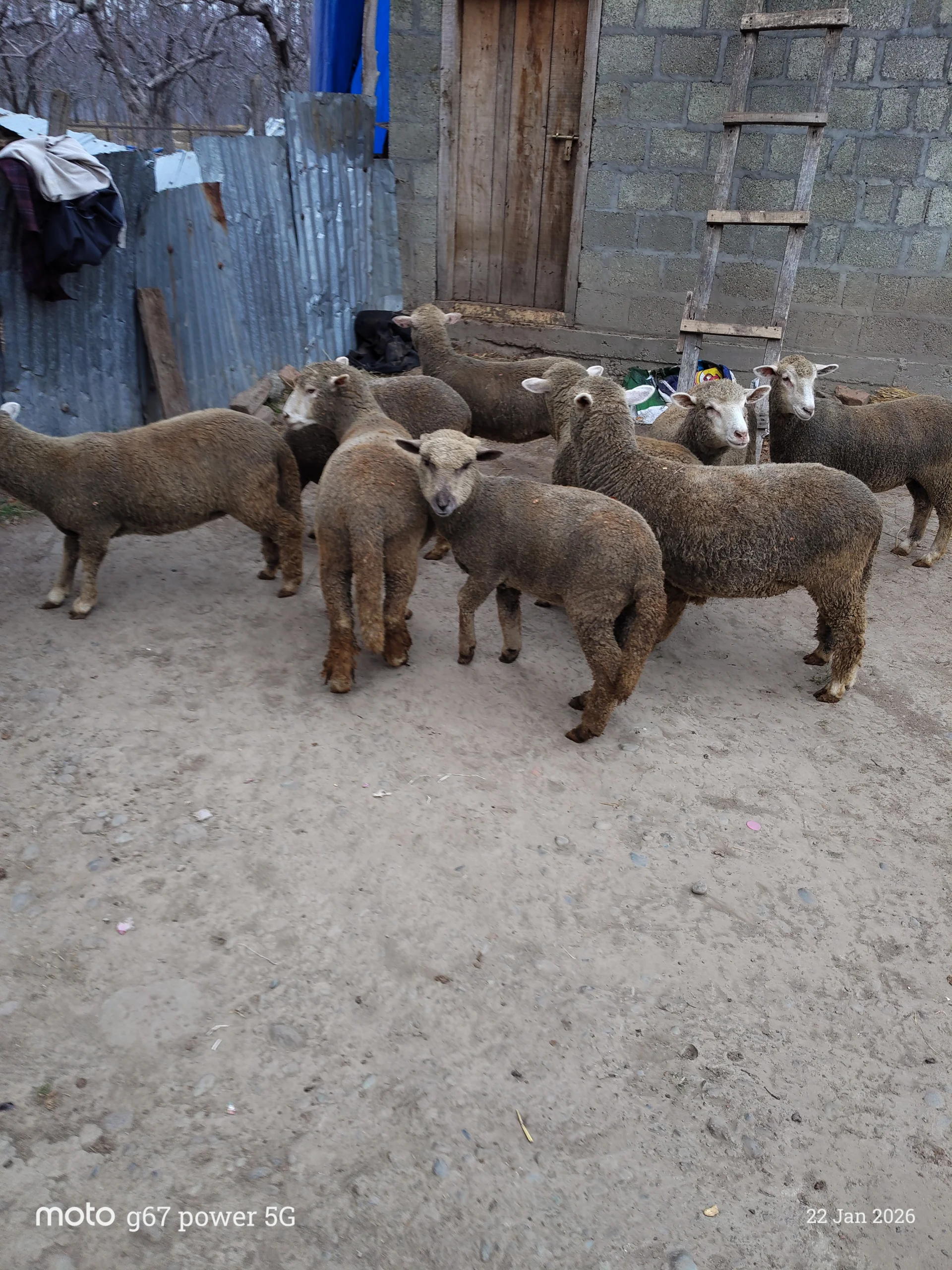 Corriedale Merino Sheep for Sale in Kulgam, Kashmir – ₹89,000