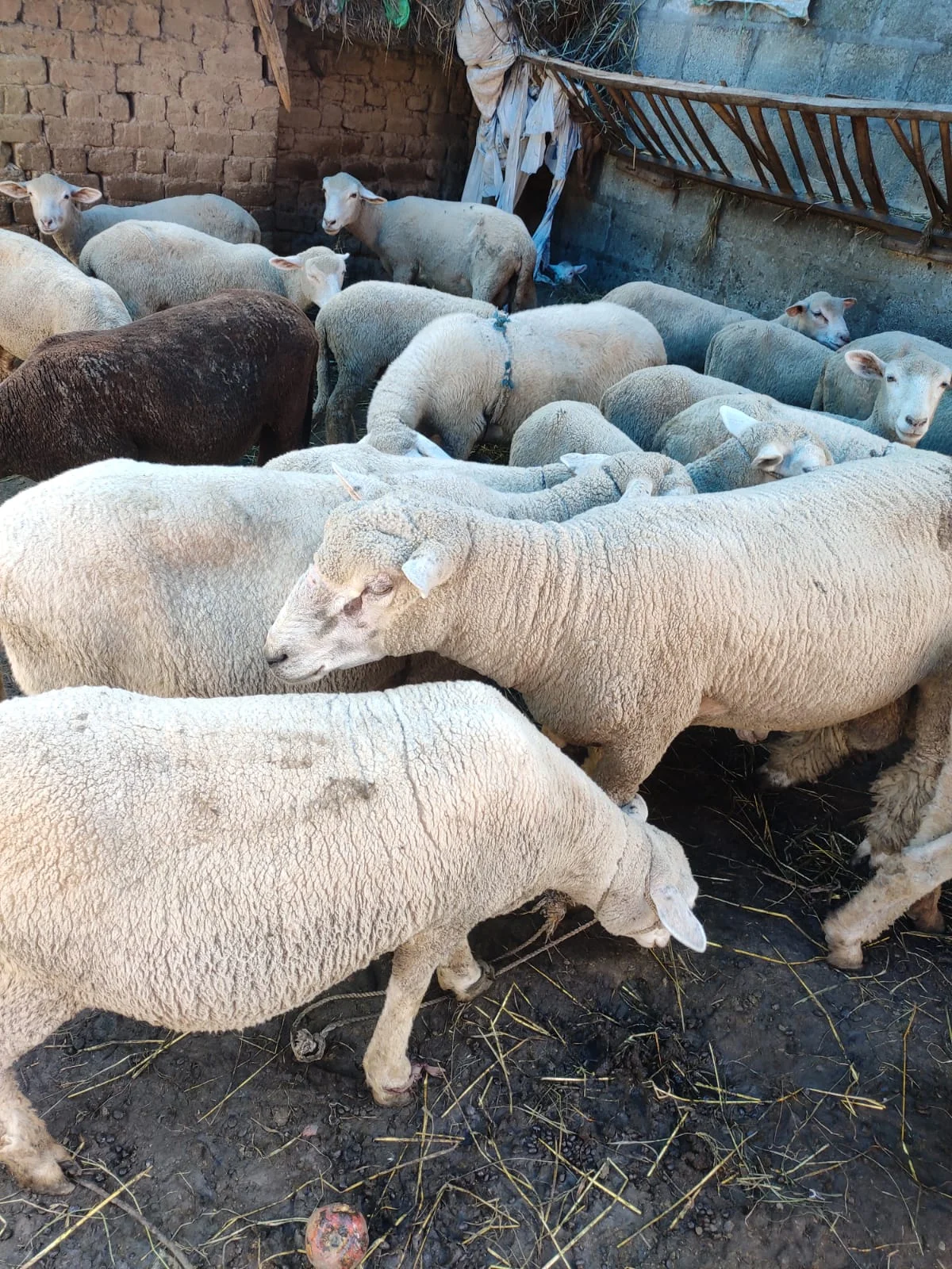 Corriedale Merino Sheep for Sale in Kulgam, Kashmir – ₹89,000