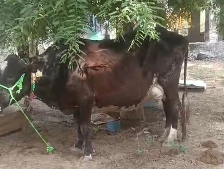 5 Years Old Cow for Sale – 100 Kg, Gentle & Well-Mannered