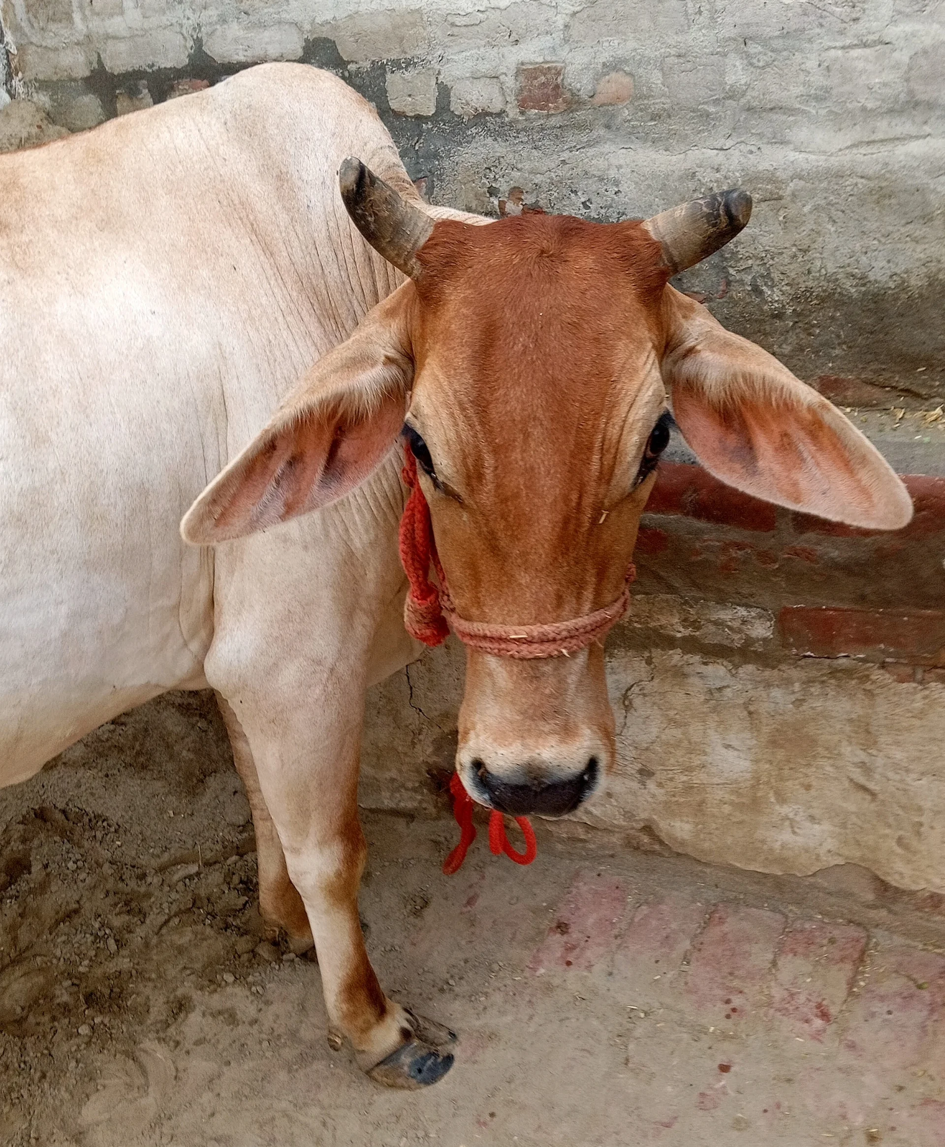 4 Years Old Doogli Cow for Sale, Giving 7 Kg mil everyday
