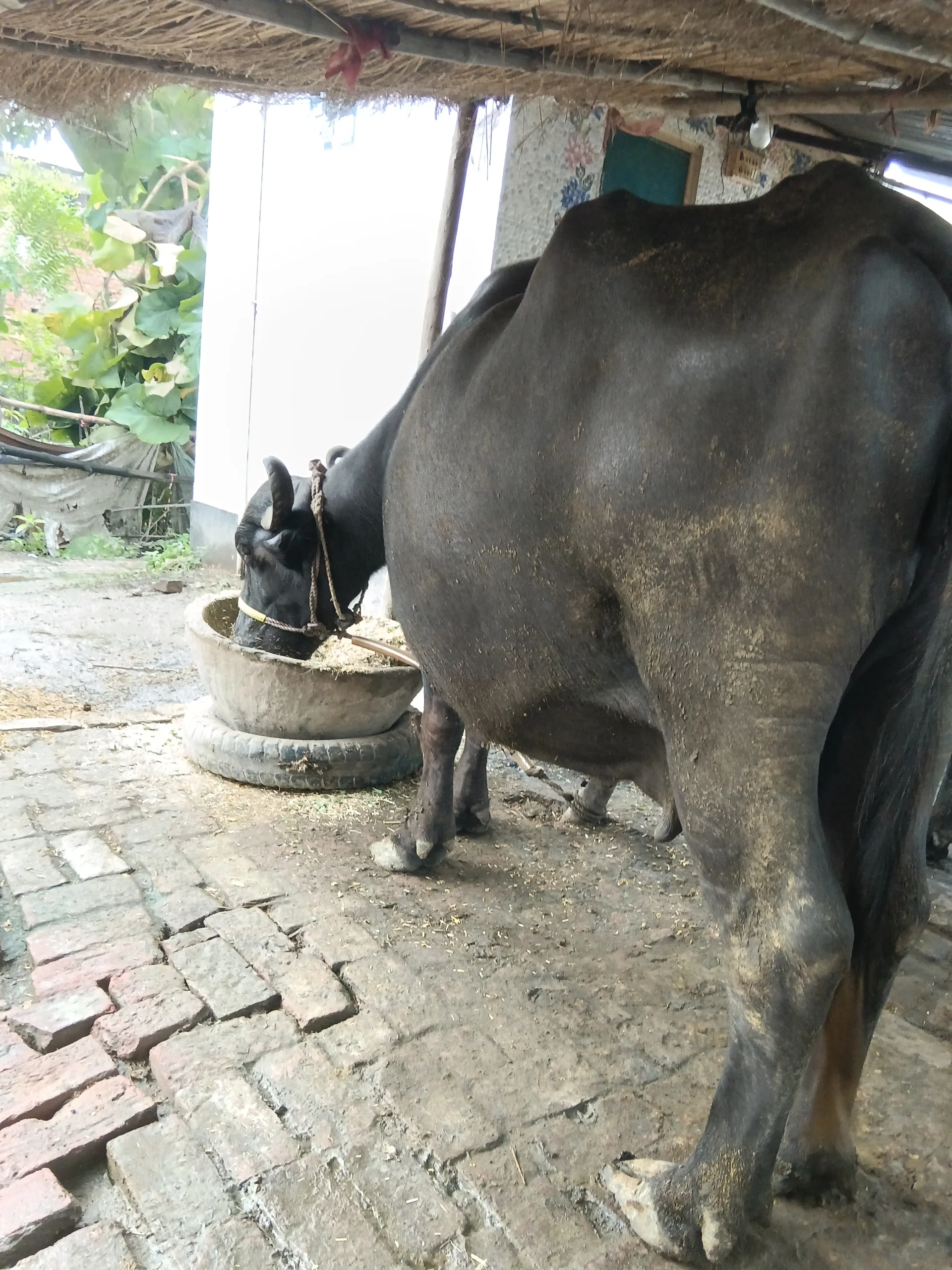 Murra Nasal Big Size Buffalo for Sale in Azamgarh