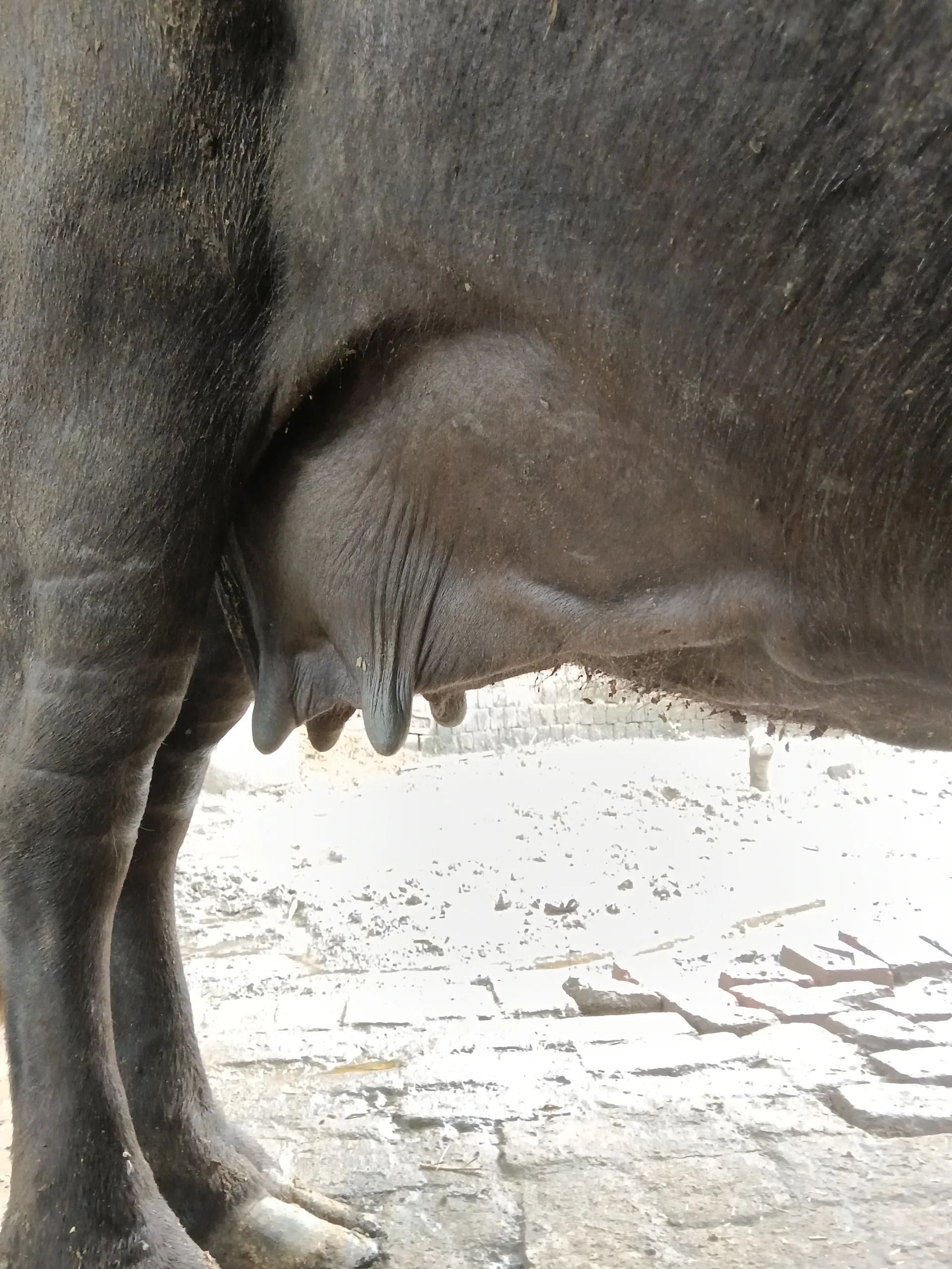Murra Nasal Big Size Buffalo for Sale in Azamgarh