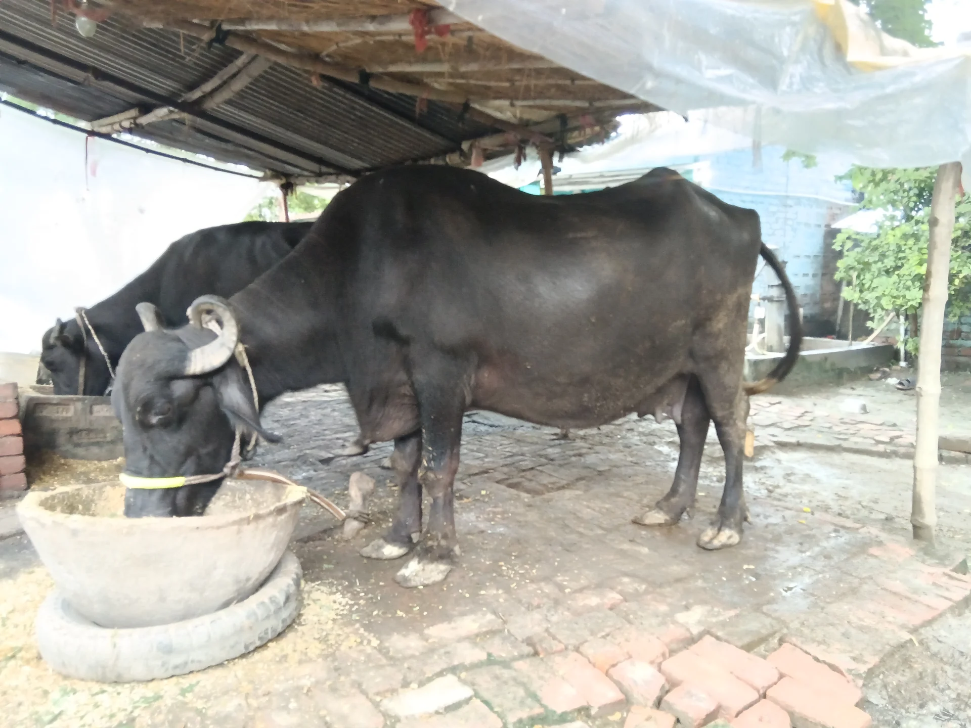 Murra Nasal Big Size Buffalo for Sale in Azamgarh