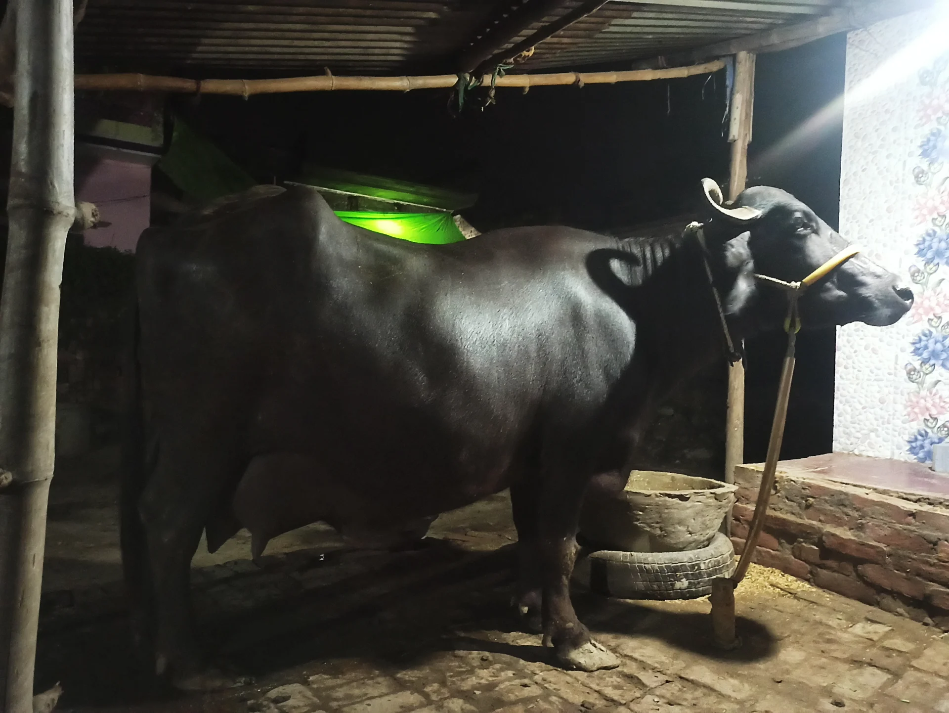 Murra Nasal Big Size Buffalo for Sale in Azamgarh