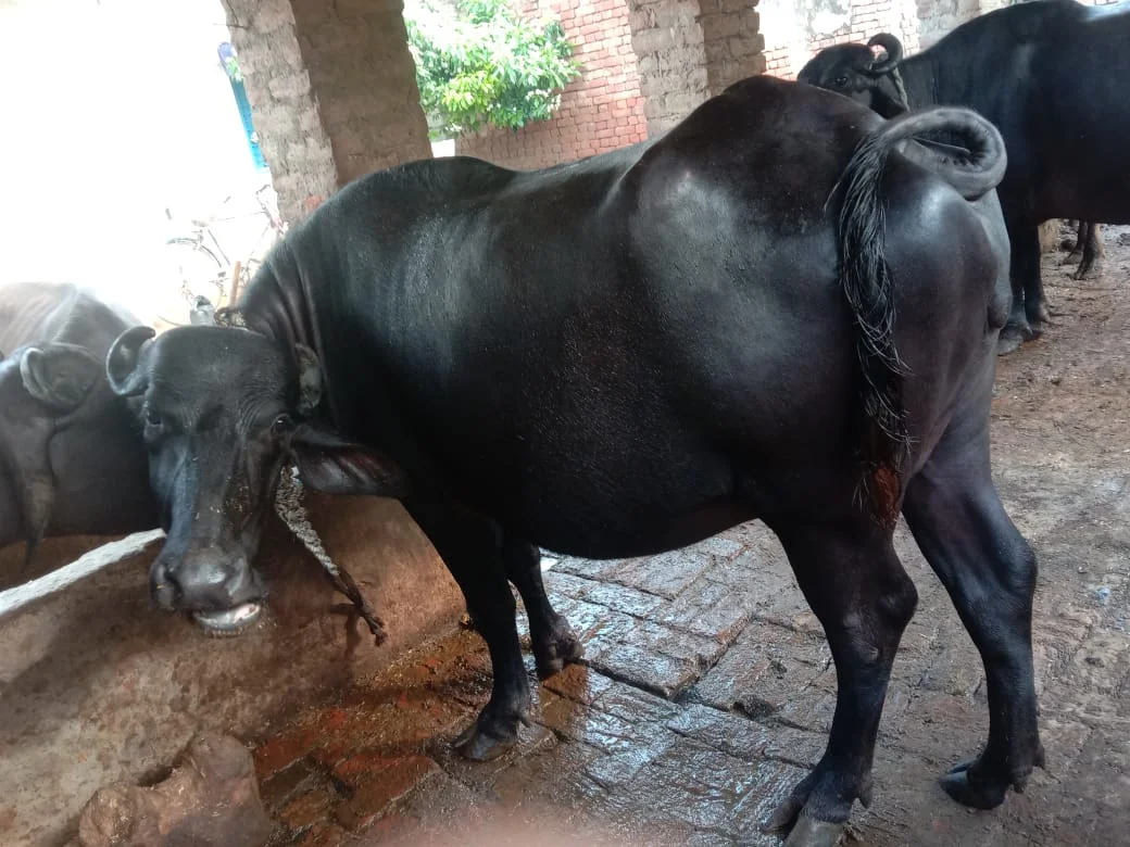 3 Years Old Buffalo for Sale in Musafikhana Amethi