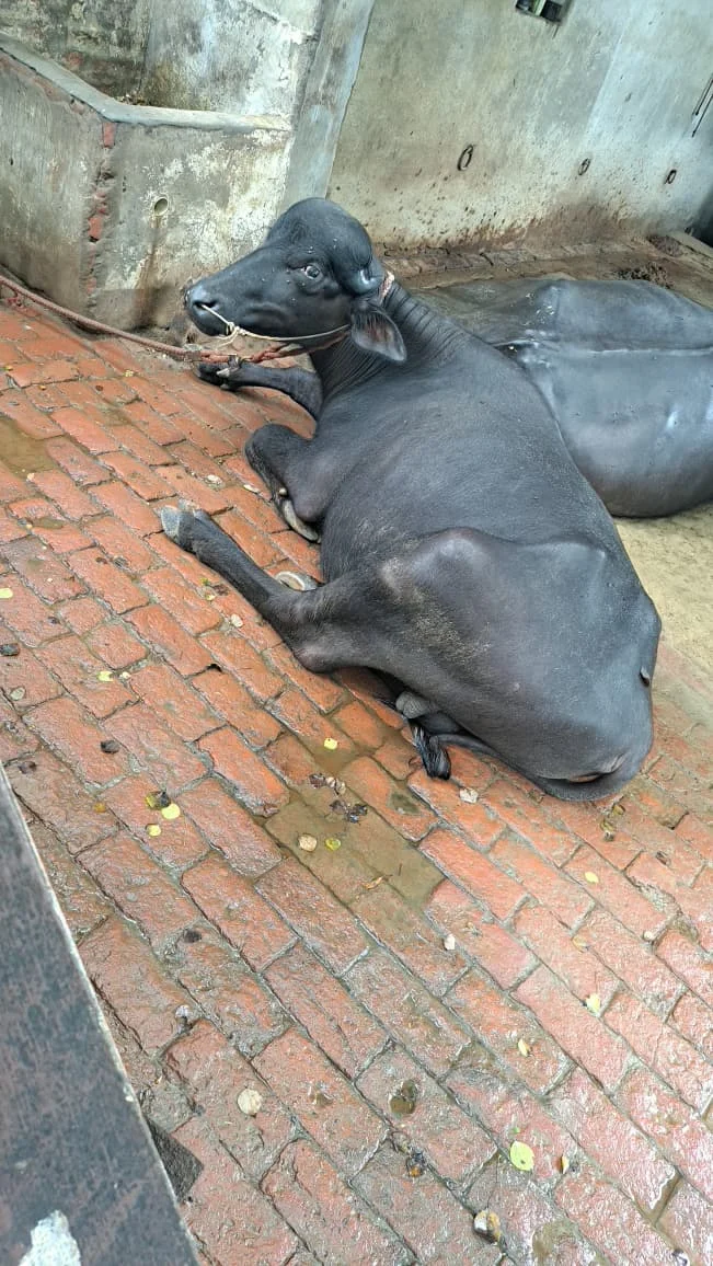 2 Years 2 Month Old Buffalo Calf (Katda) for Sale in Muzaffarnagar