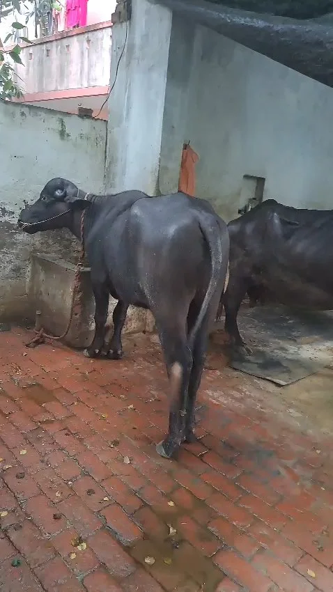 2 Years 2 Month Old Buffalo Calf (Katda) for Sale in Muzaffarnagar