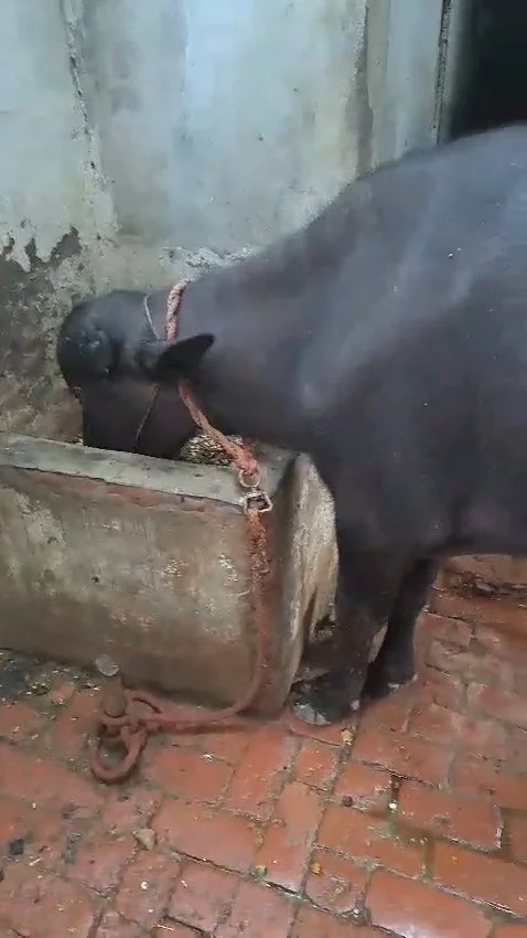 2 Years 2 Month Old Buffalo Calf (Katda) for Sale in Muzaffarnagar