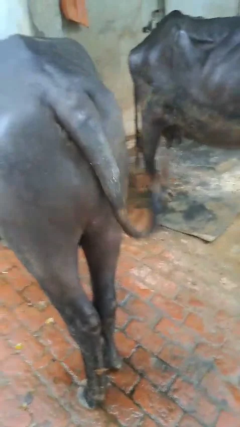 2 Years 2 Month Old Buffalo Calf (Katda) for Sale in Muzaffarnagar