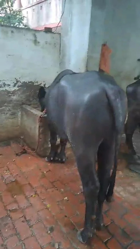 2 Years 2 Month Old Buffalo Calf (Katda) for Sale in Muzaffarnagar