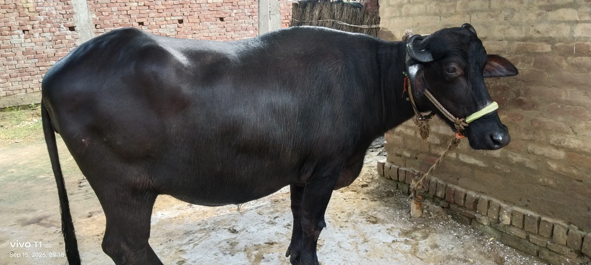काली मुर्रा/मुर्रा-क्रॉस भैंस बिक्री हेतु — खानपुर, आजमगढ़