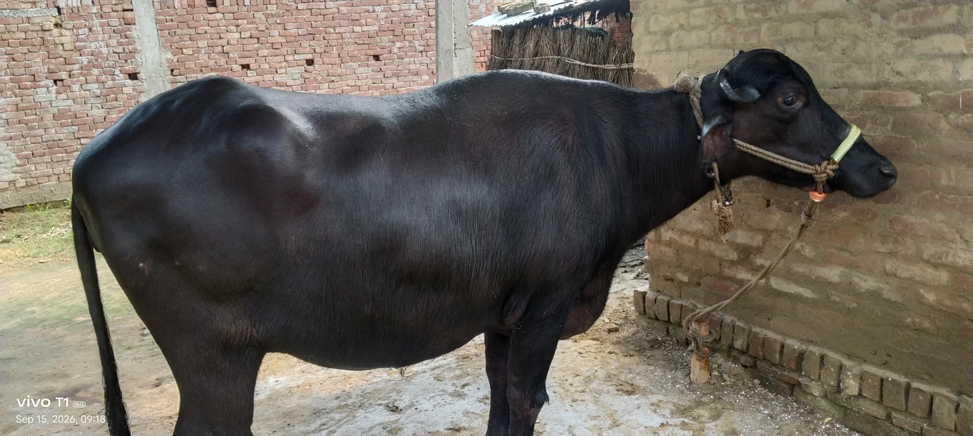 काली मुर्रा/मुर्रा-क्रॉस भैंस बिक्री हेतु — खानपुर, आजमगढ़