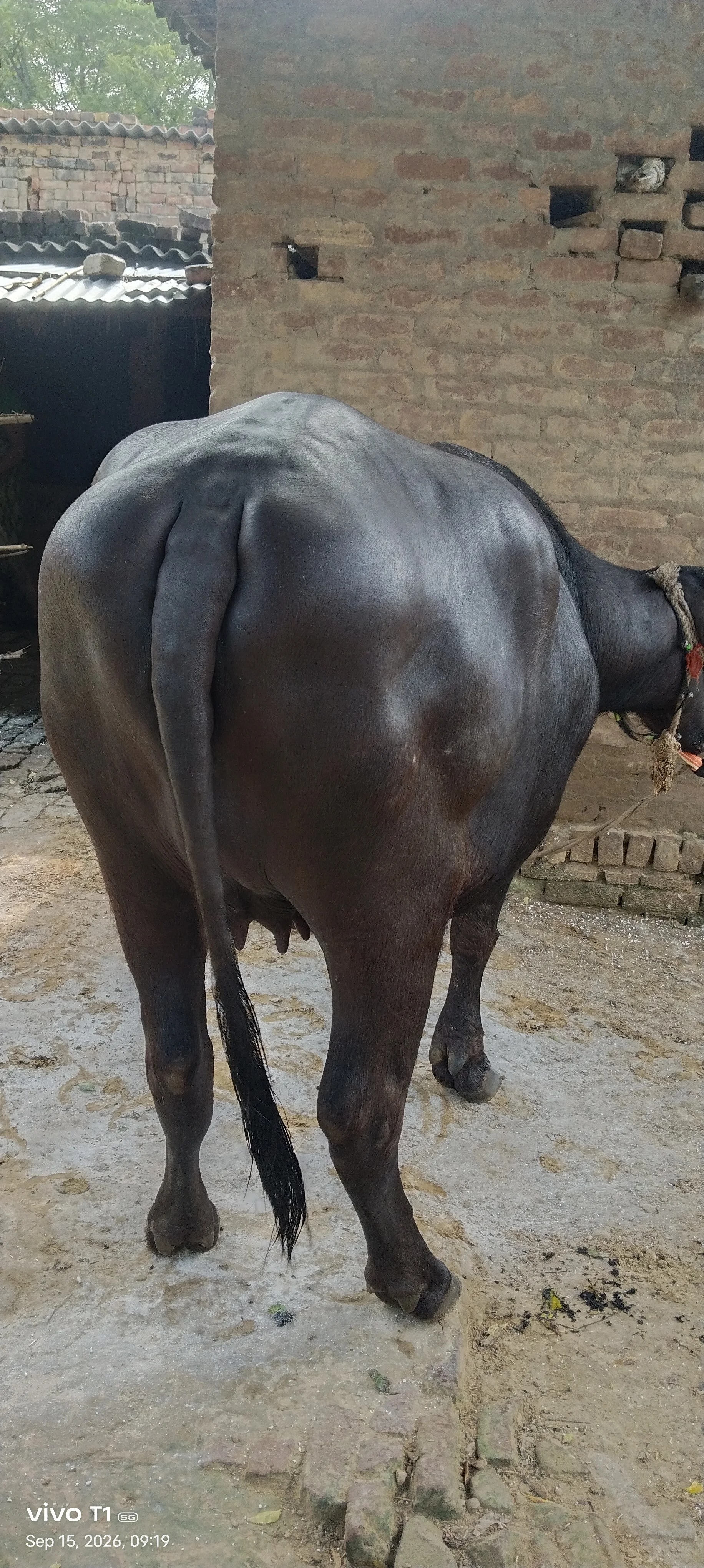 काली मुर्रा/मुर्रा-क्रॉस भैंस बिक्री हेतु — खानपुर, आजमगढ़