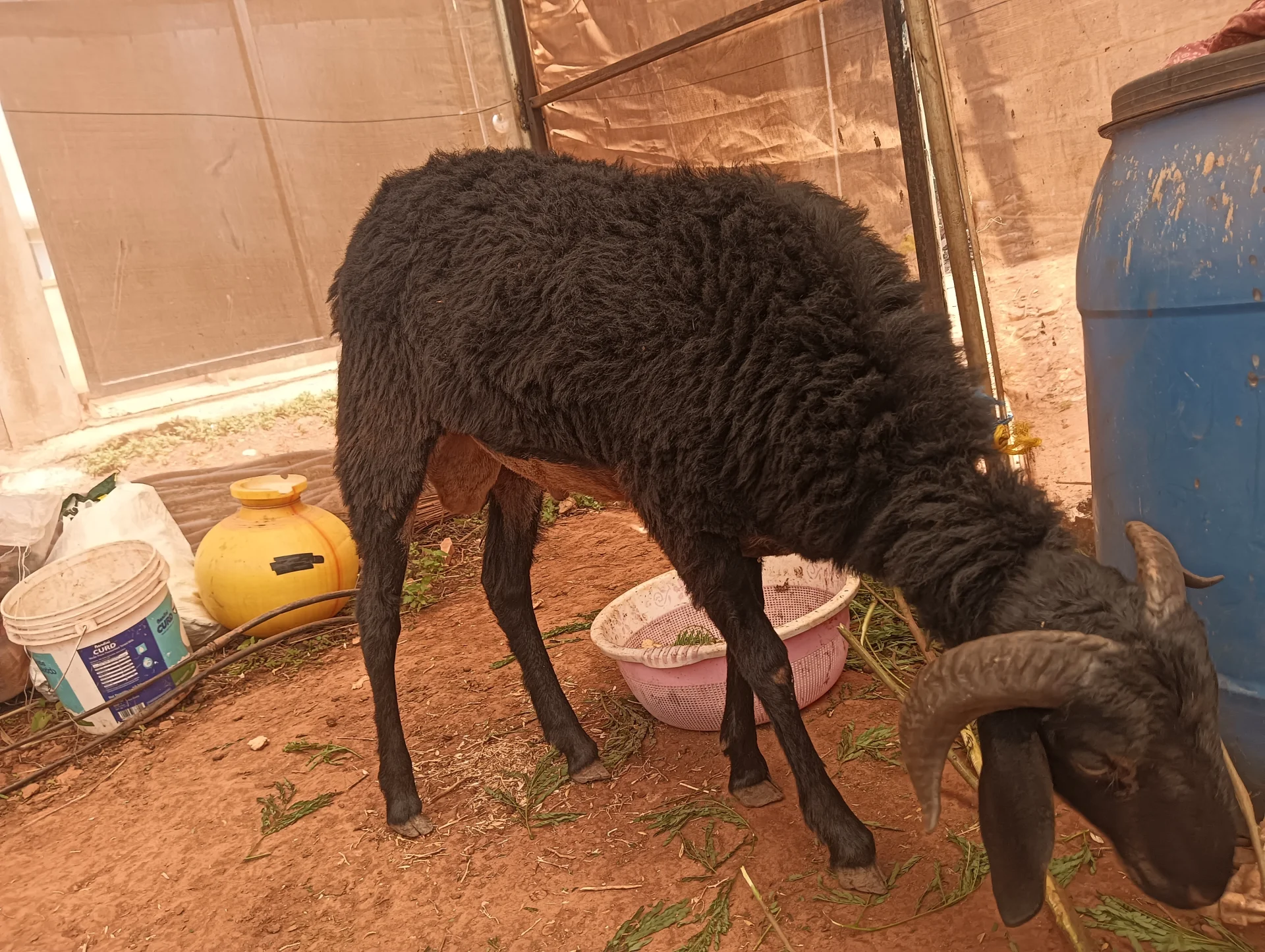 I want to sell my sheep 🐑🐑🐑