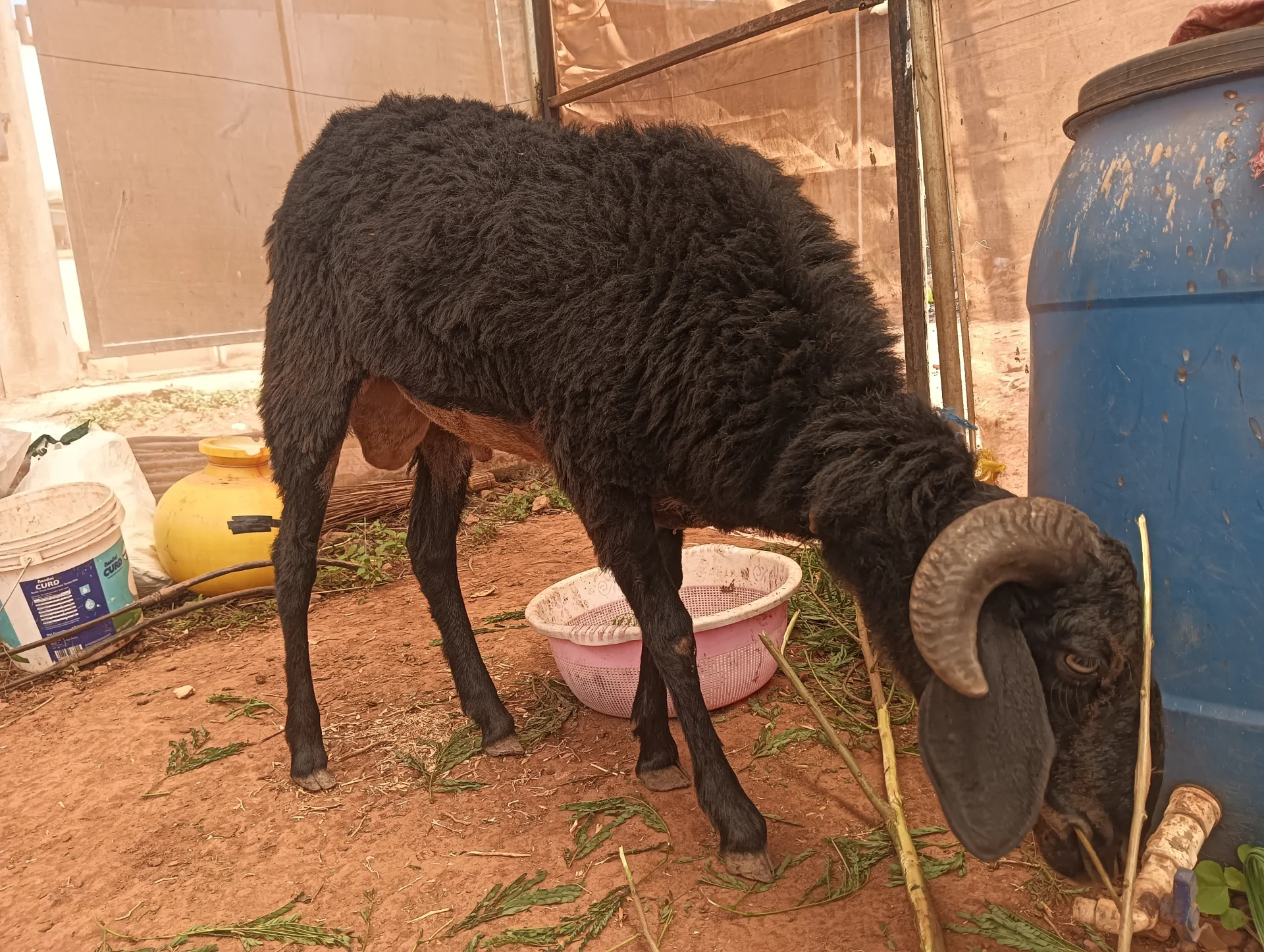 I want to sell my sheep 🐑🐑🐑