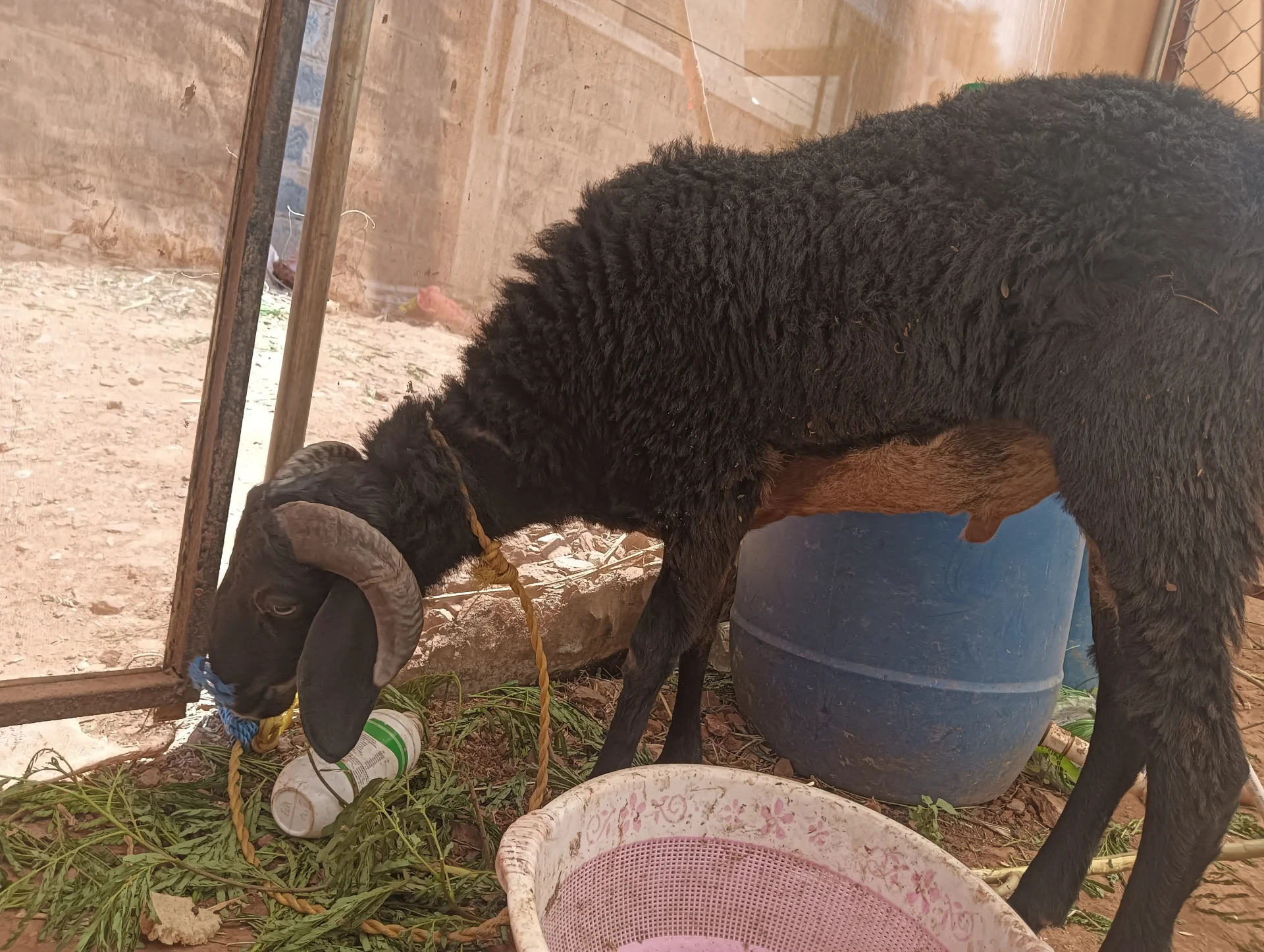 I want to sell my sheep 🐑🐑🐑