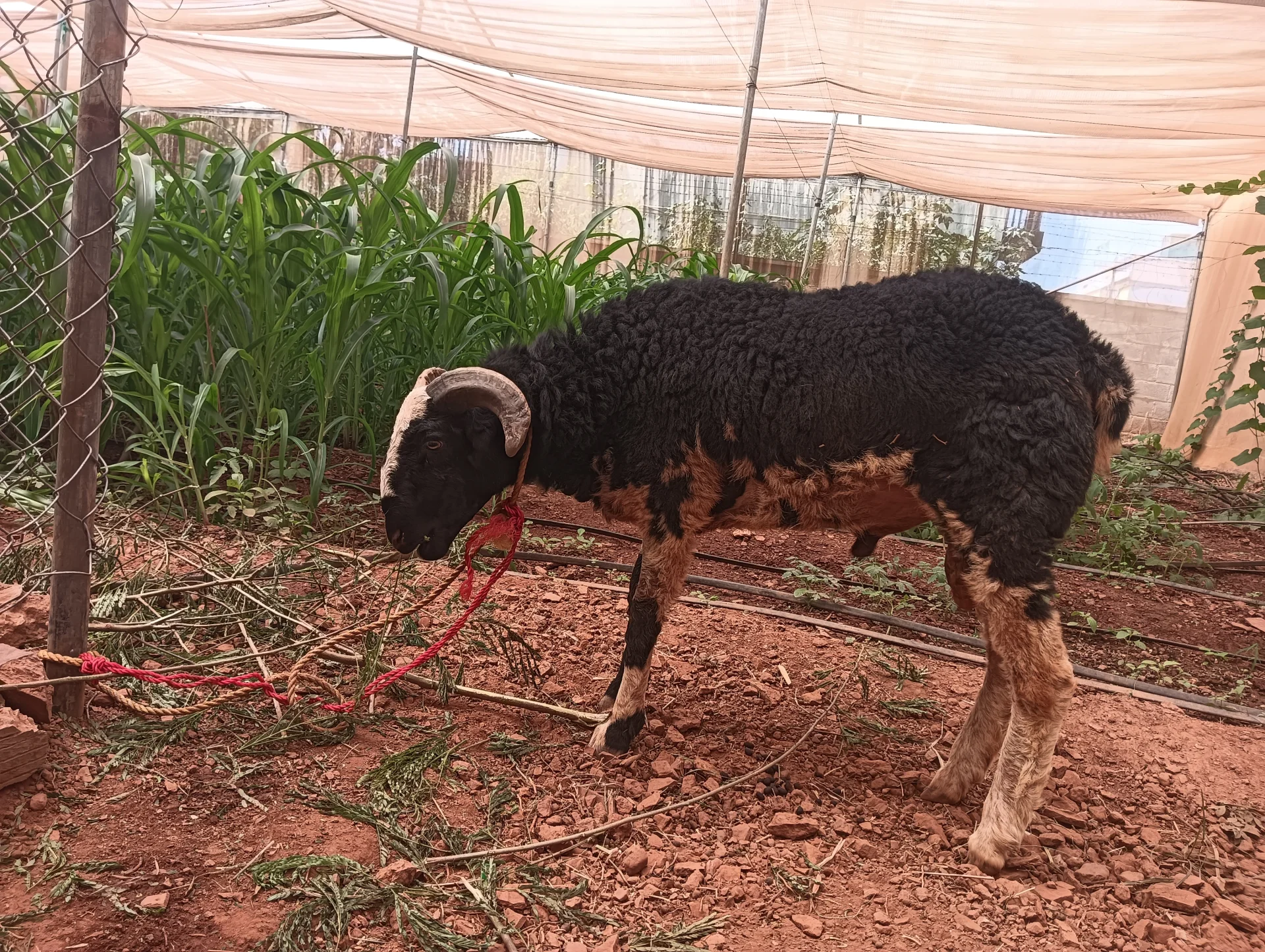 I want to sell my sheep 🐑🐑🐑