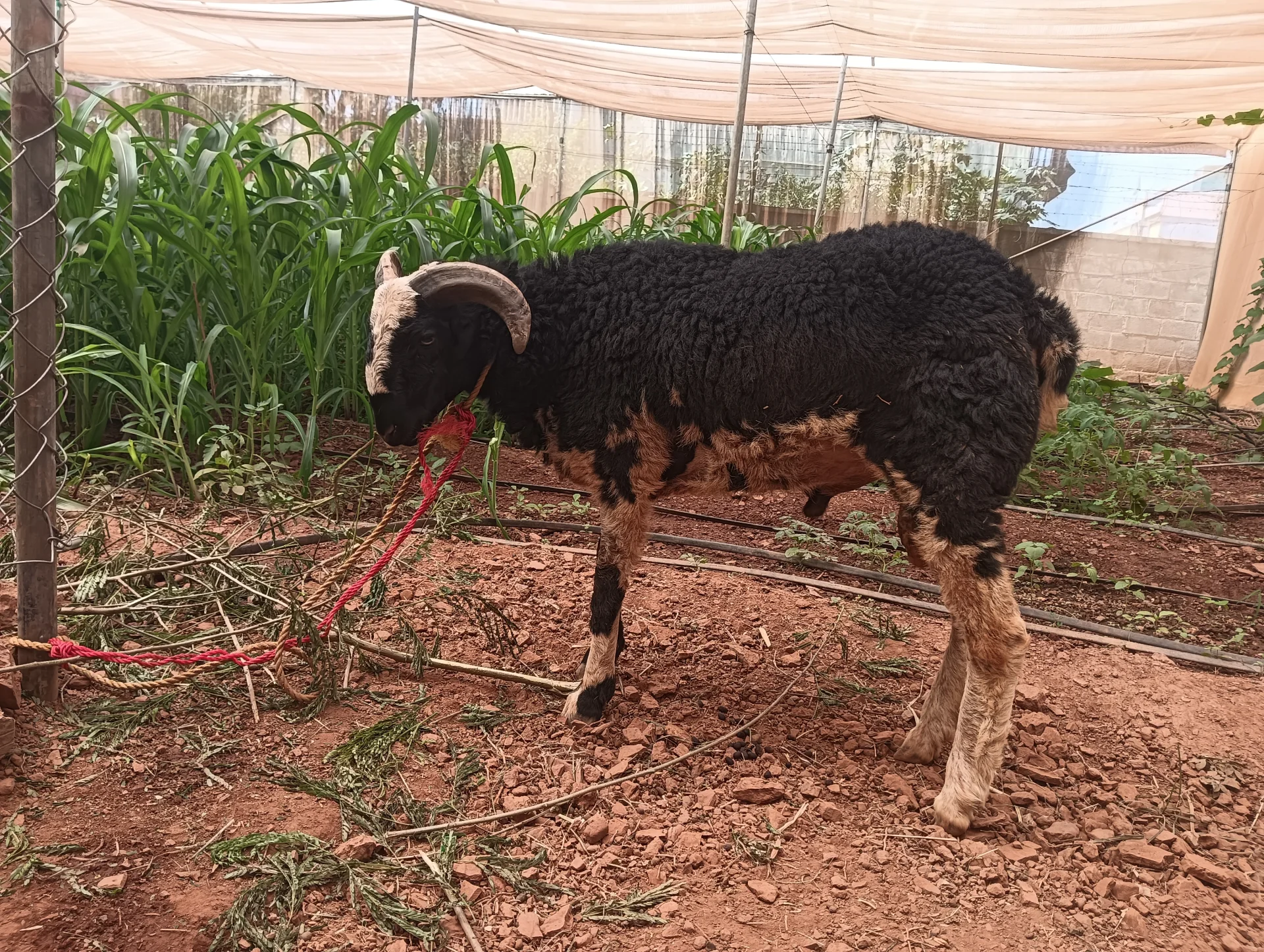 I want to sell my sheep 🐑🐑🐑