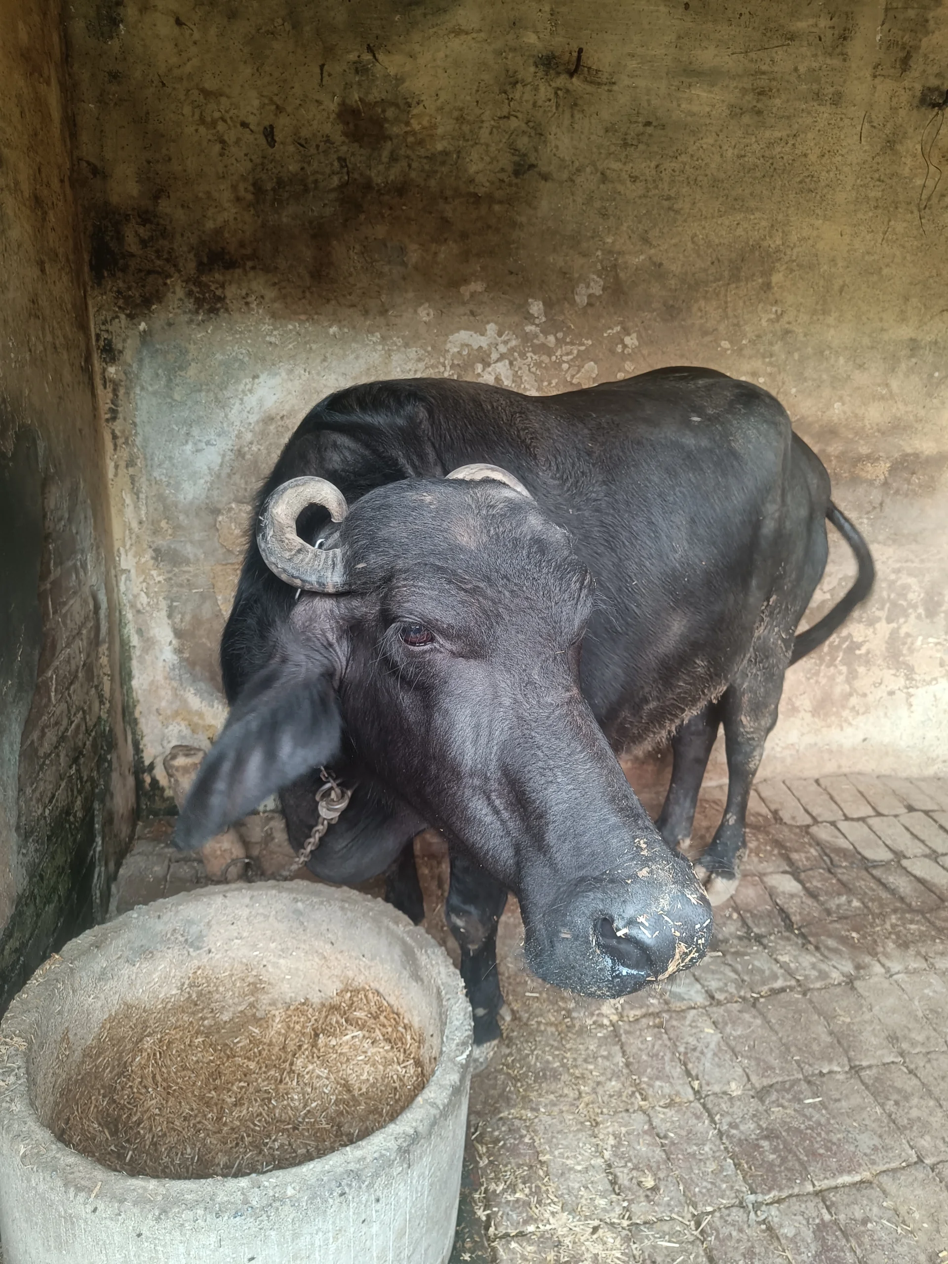 Kali Buffalo for sale