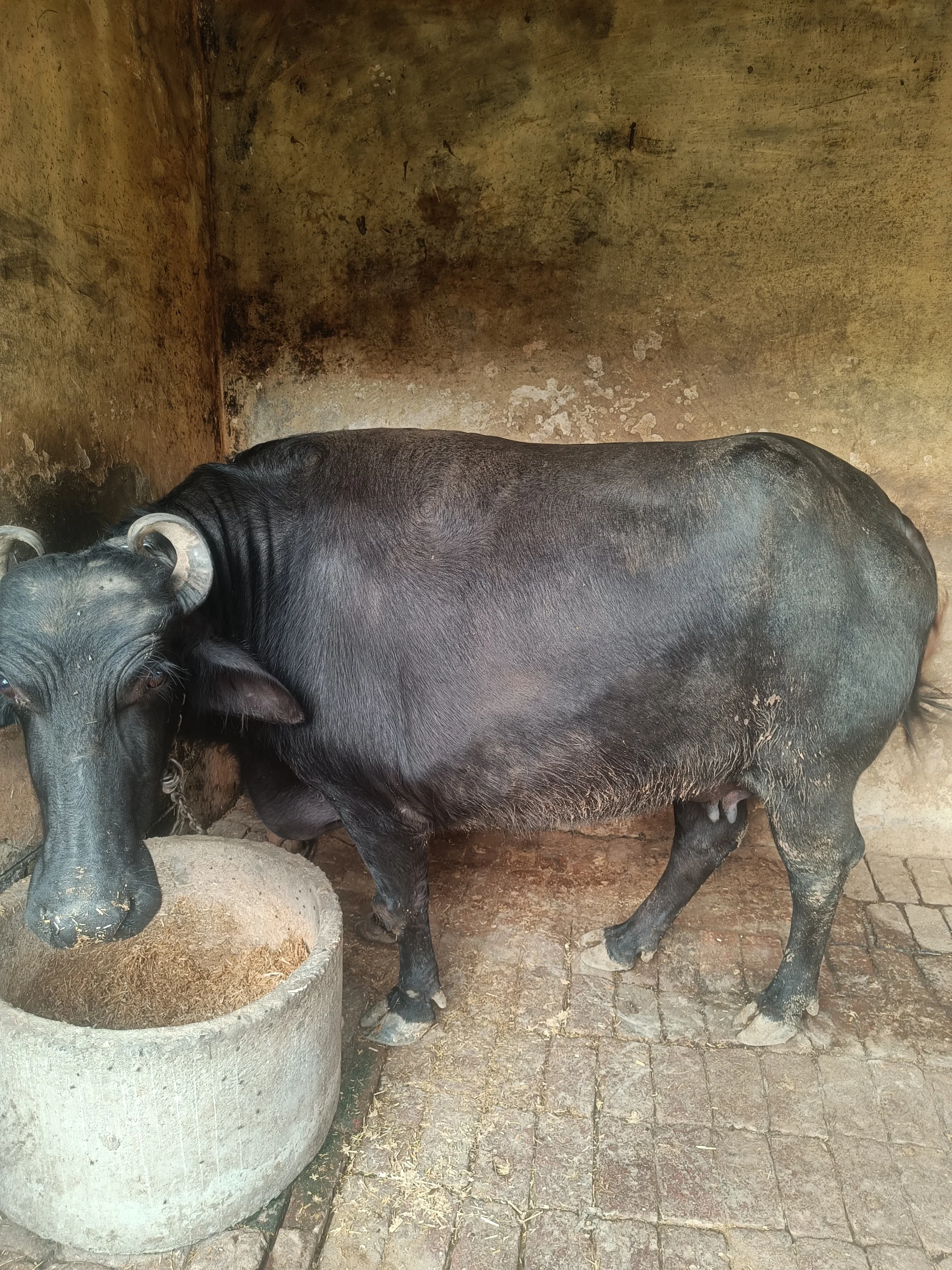 Kali Buffalo for sale