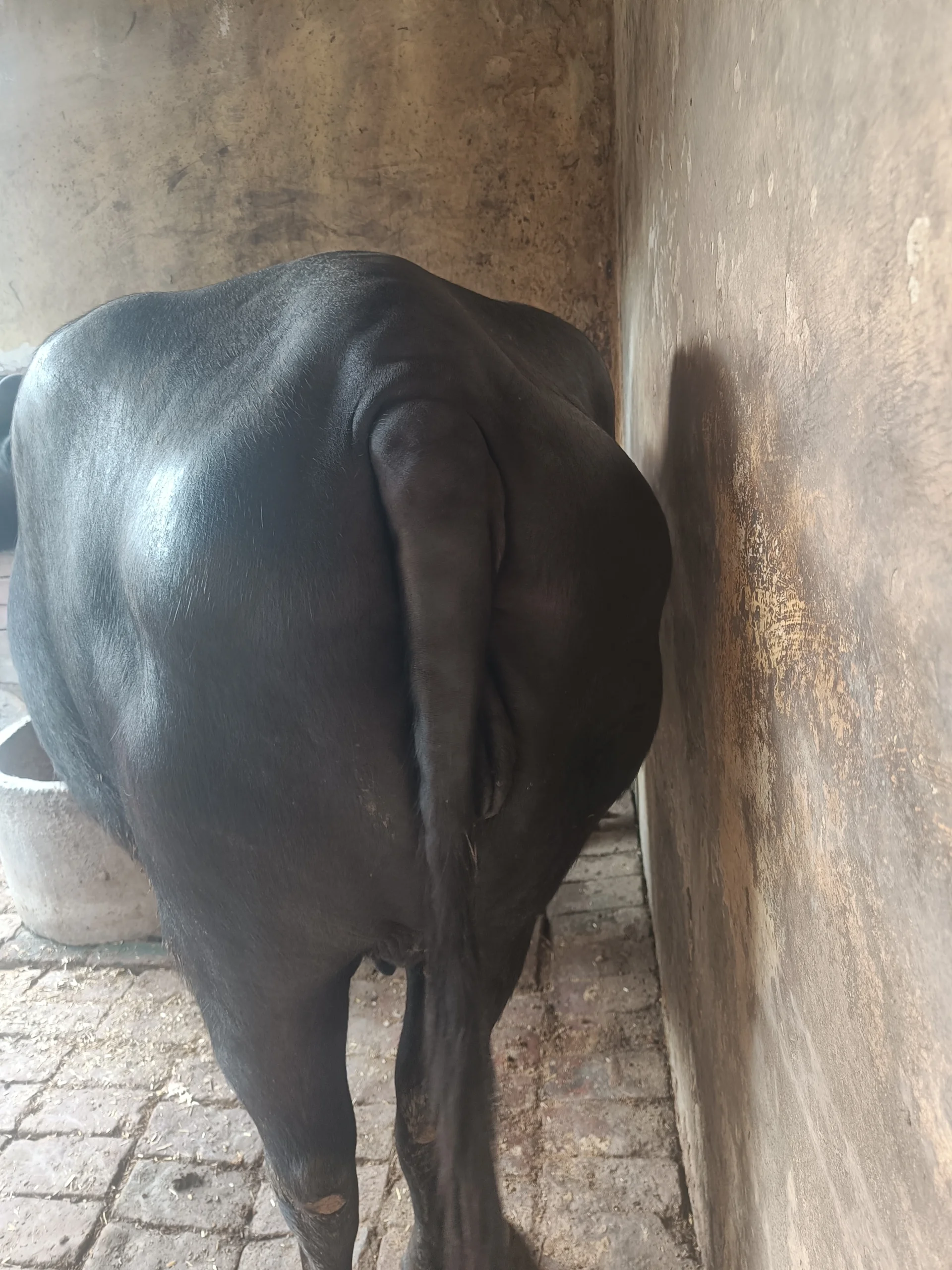 Kali Buffalo for sale