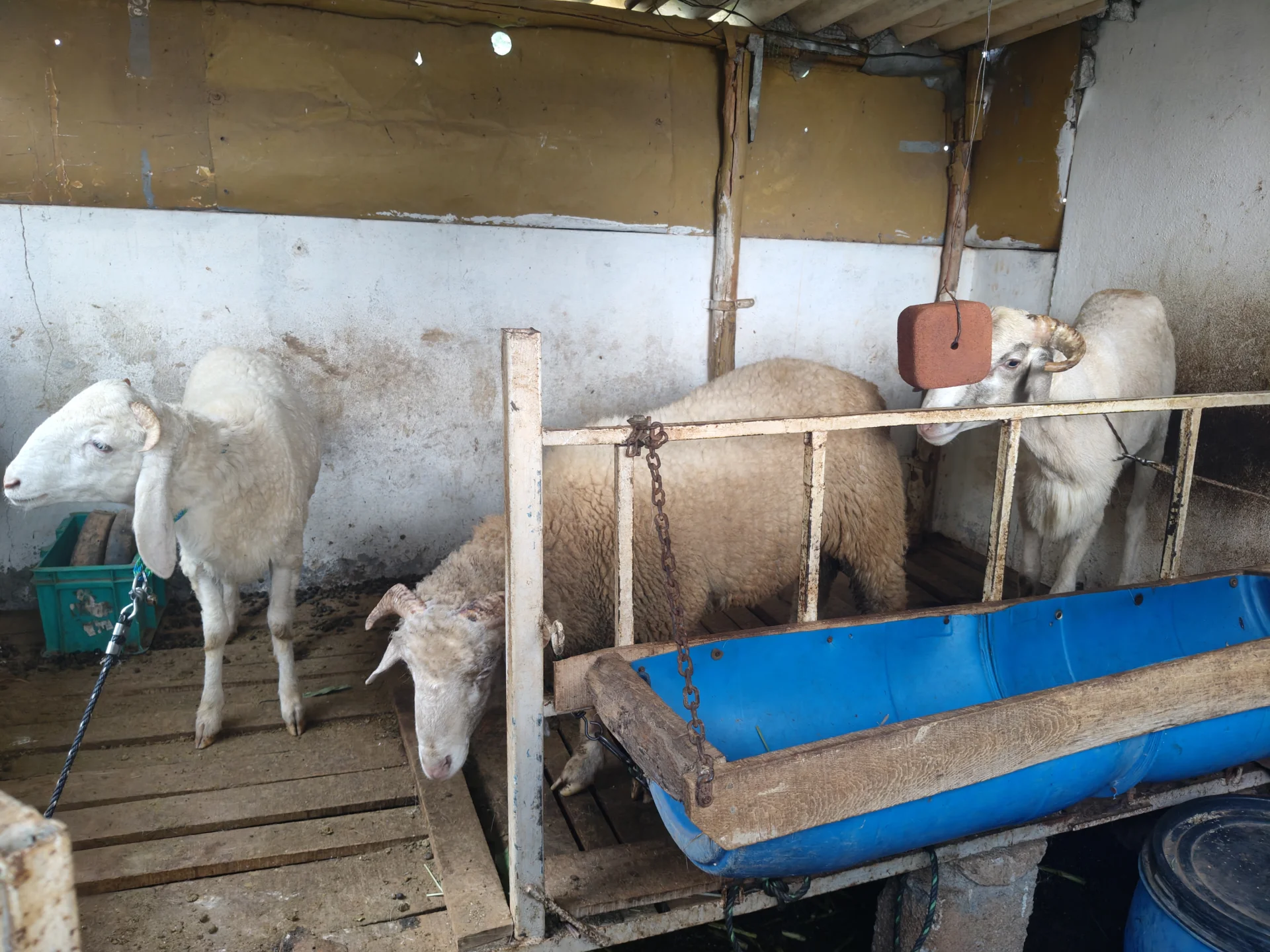 Vilayti Merino Sheep