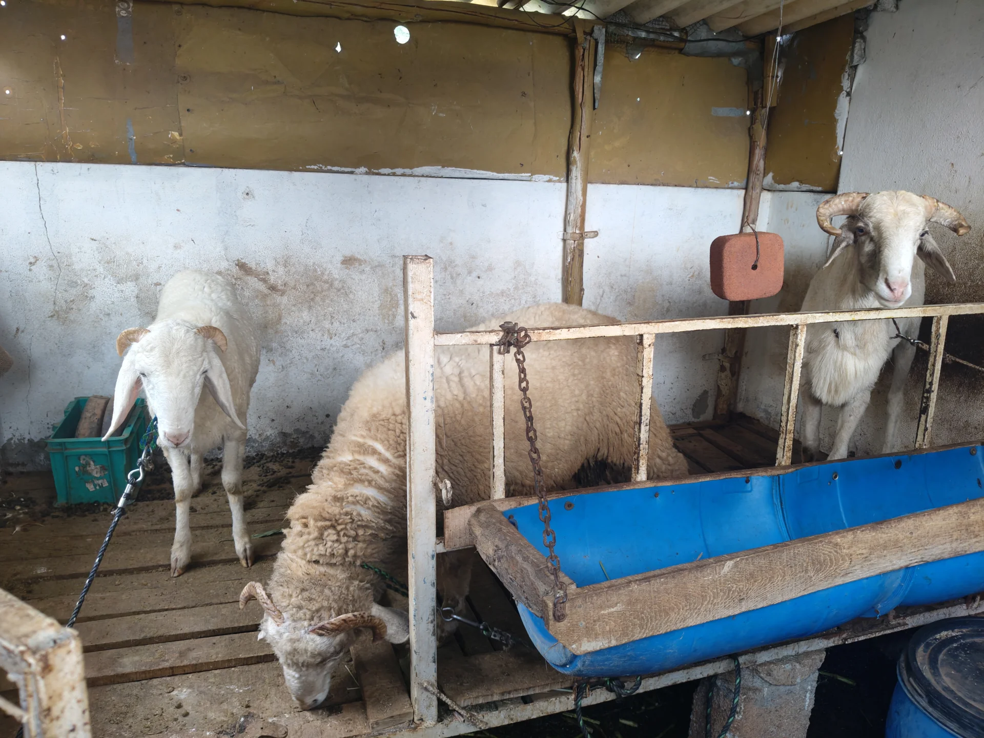 Vilayti Merino Sheep
