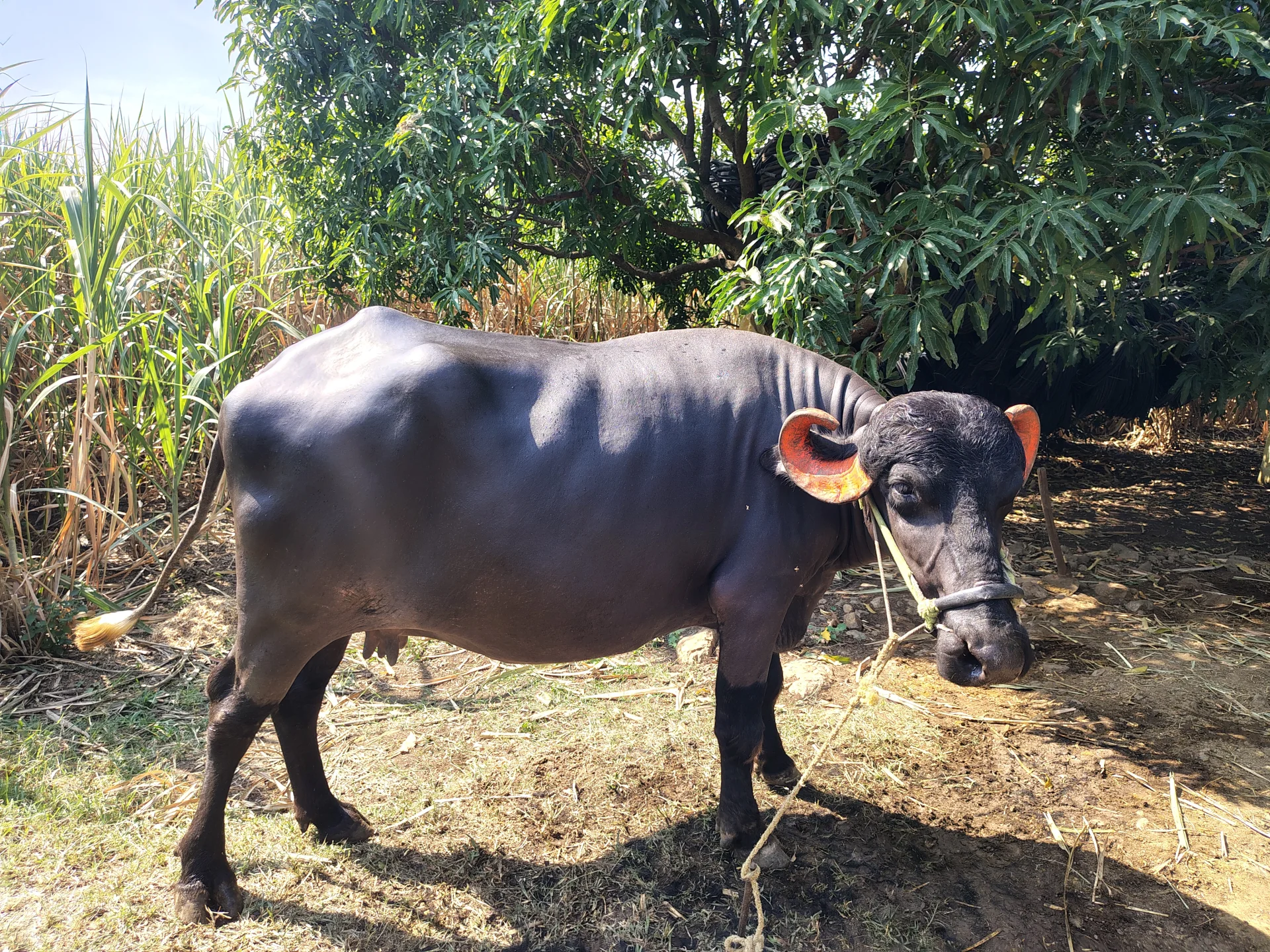Murrah Buffalo for selling