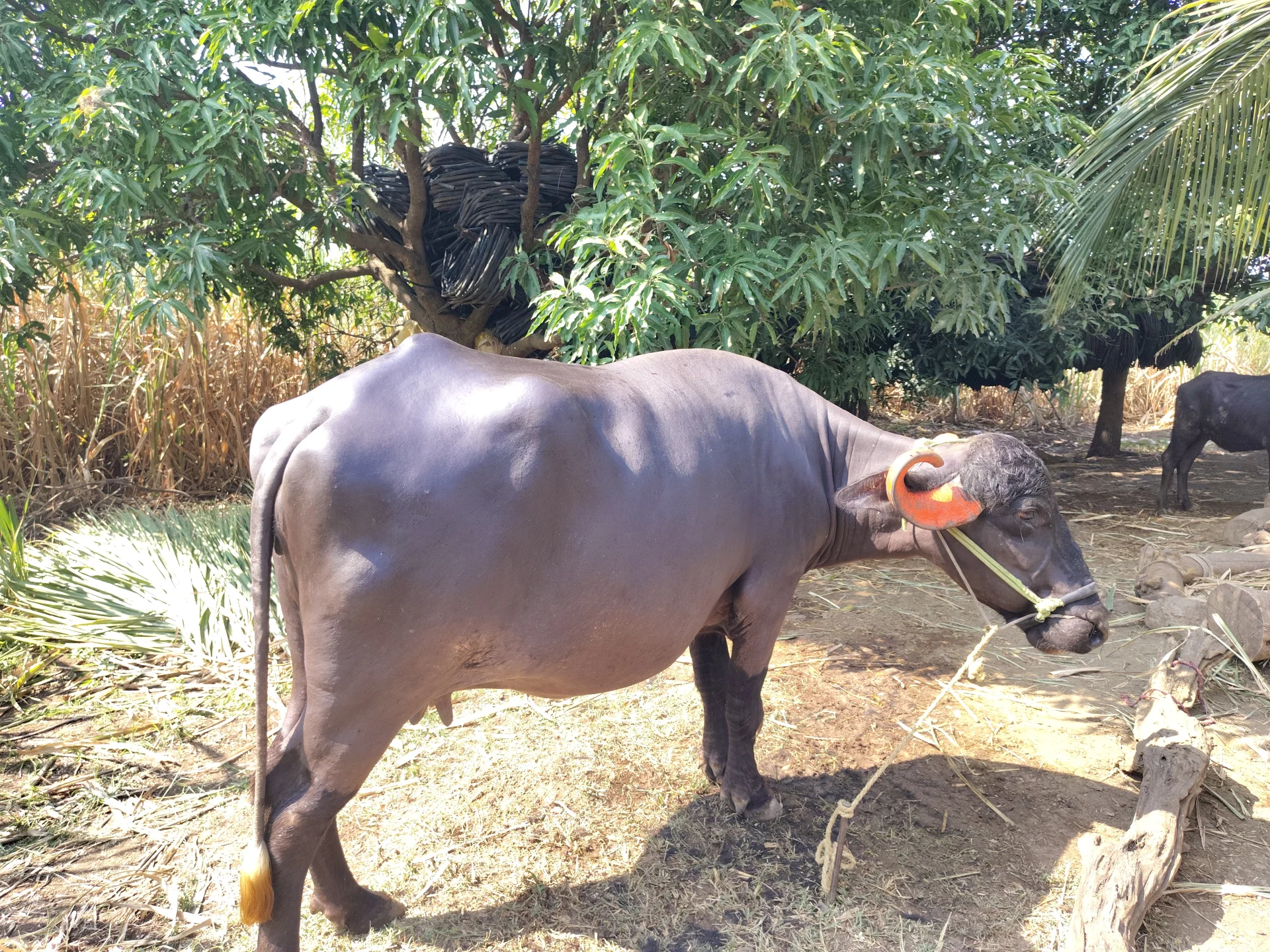 Murrah Buffalo for selling