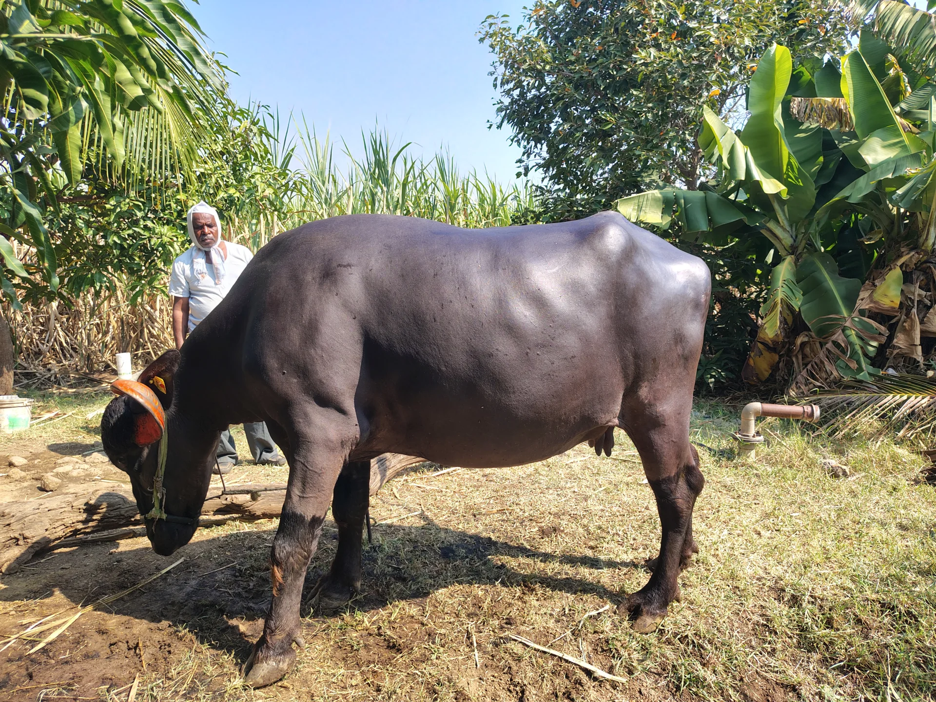 Murrah Buffalo for selling
