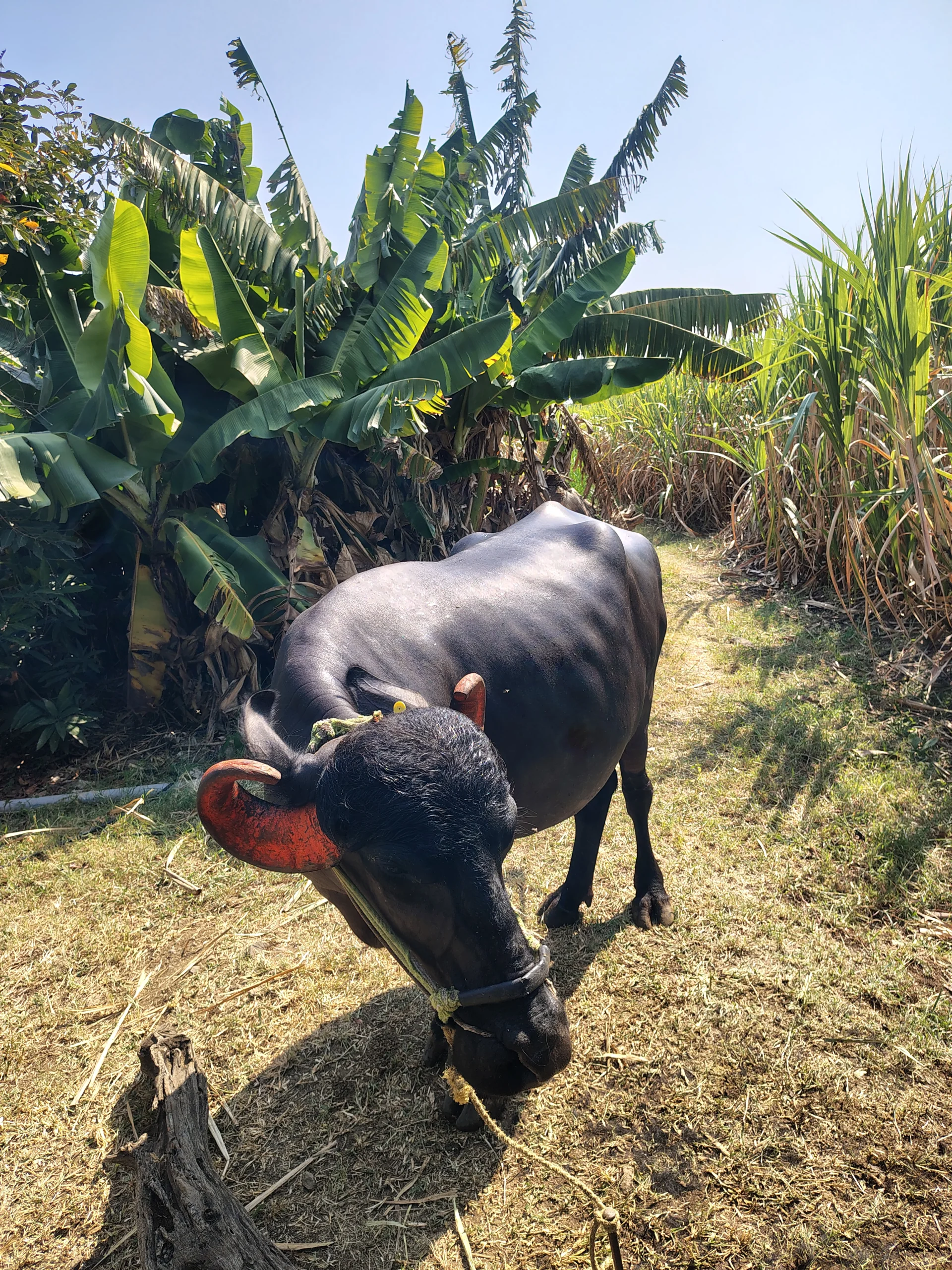 Murrah Buffalo for selling
