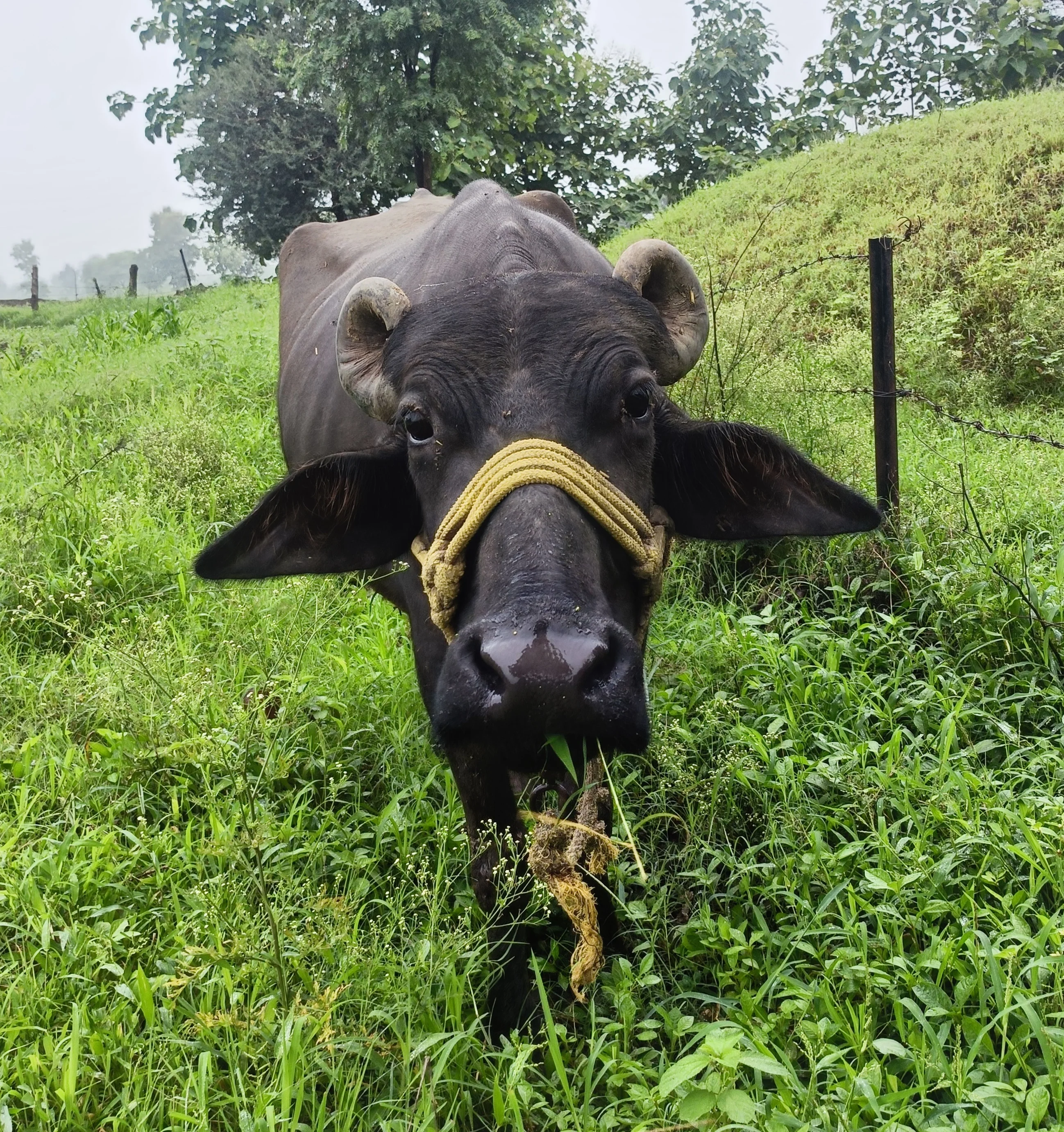 5 Years Old Buffalo for Urgent Sale | 500 KG Buffalo in Bagli, Dewas